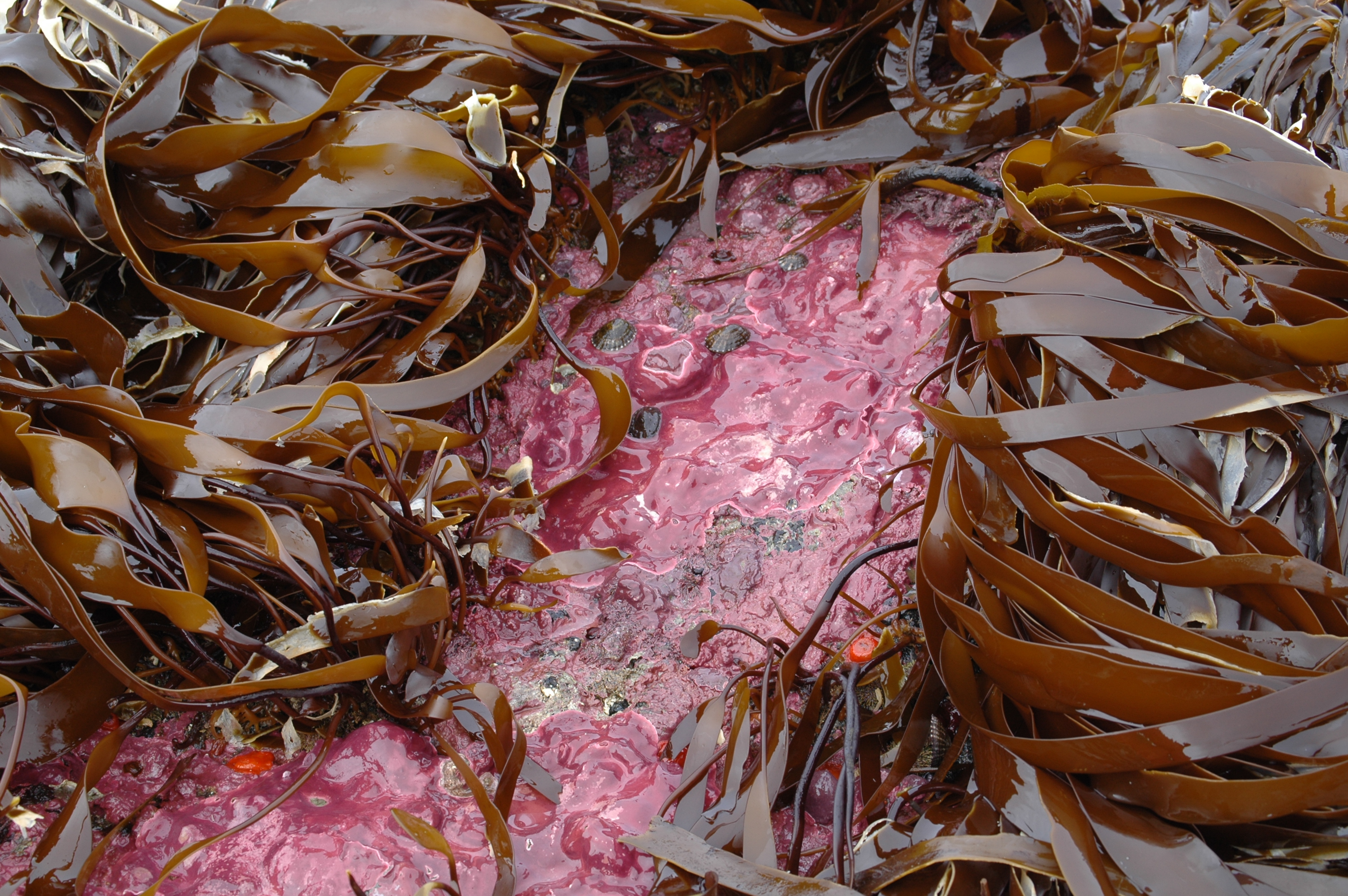 Clathromorphum nereostratum – M. Lindeberg · Aleutian Islands · July 2007
