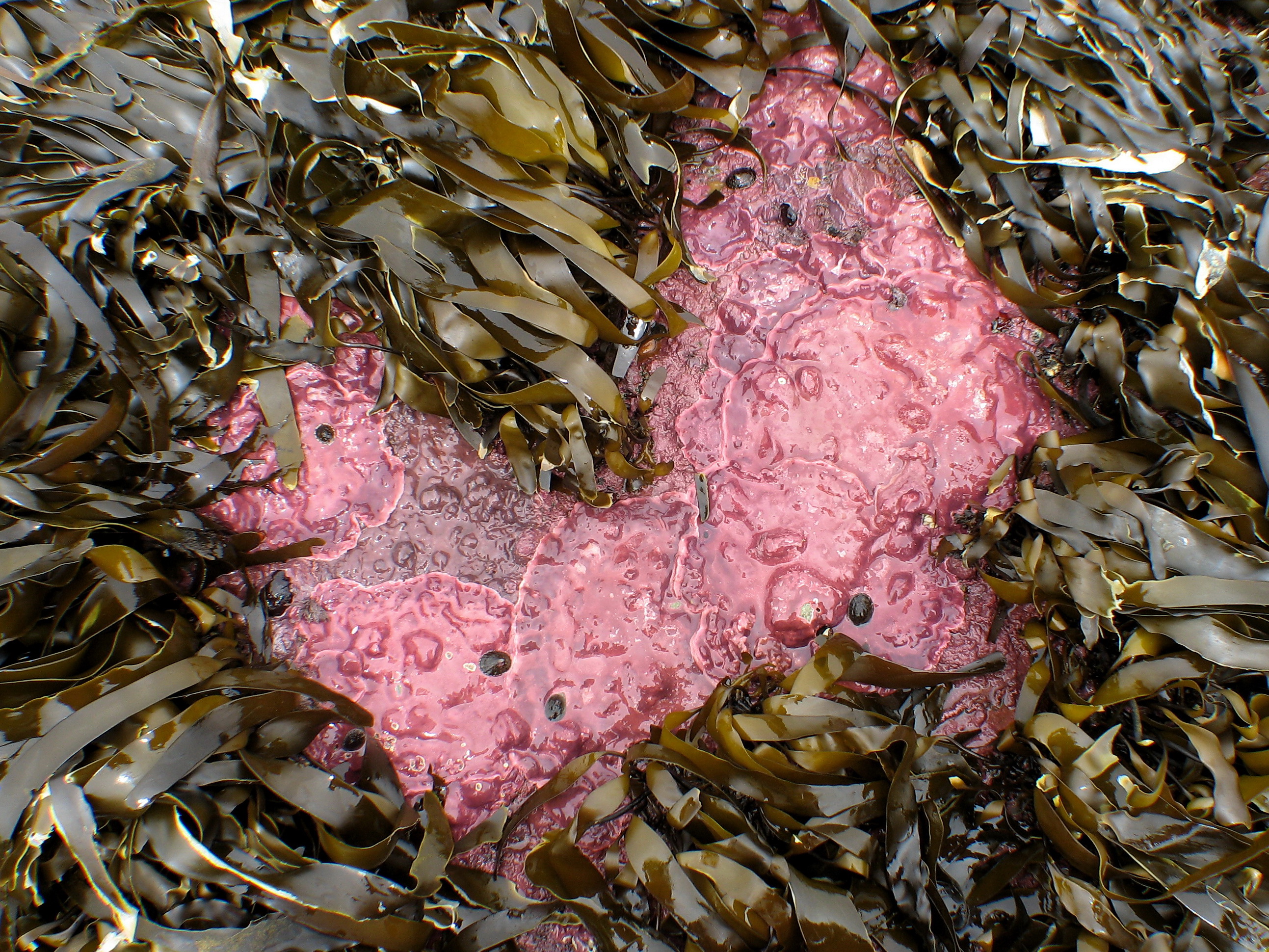 Clathromorphum nereostratum – M. Lindeberg · Aleutian Islands · July 2007