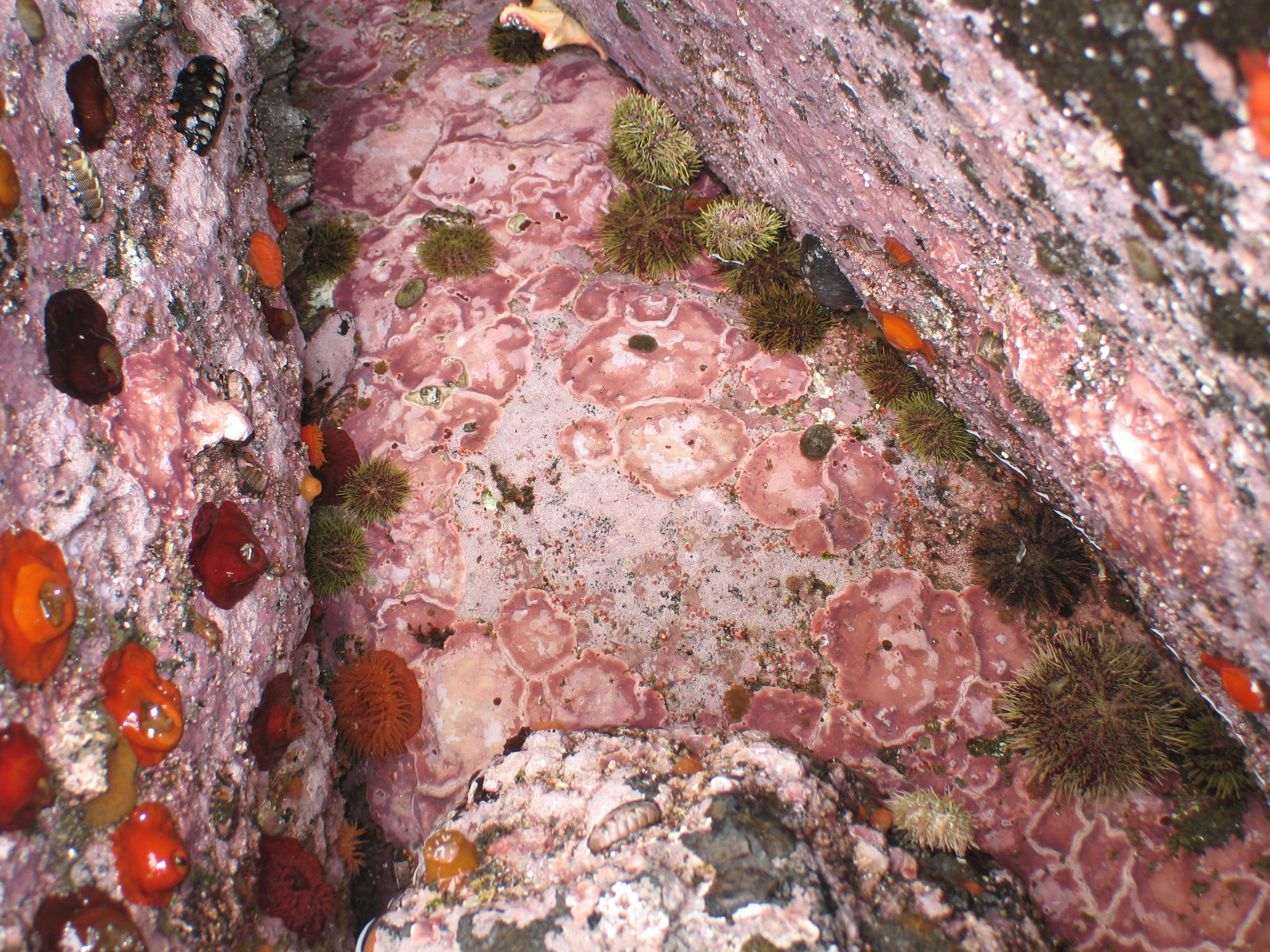 Clathromorphum nereostratum – M. Lindeberg · Aleutian Islands · July 2006