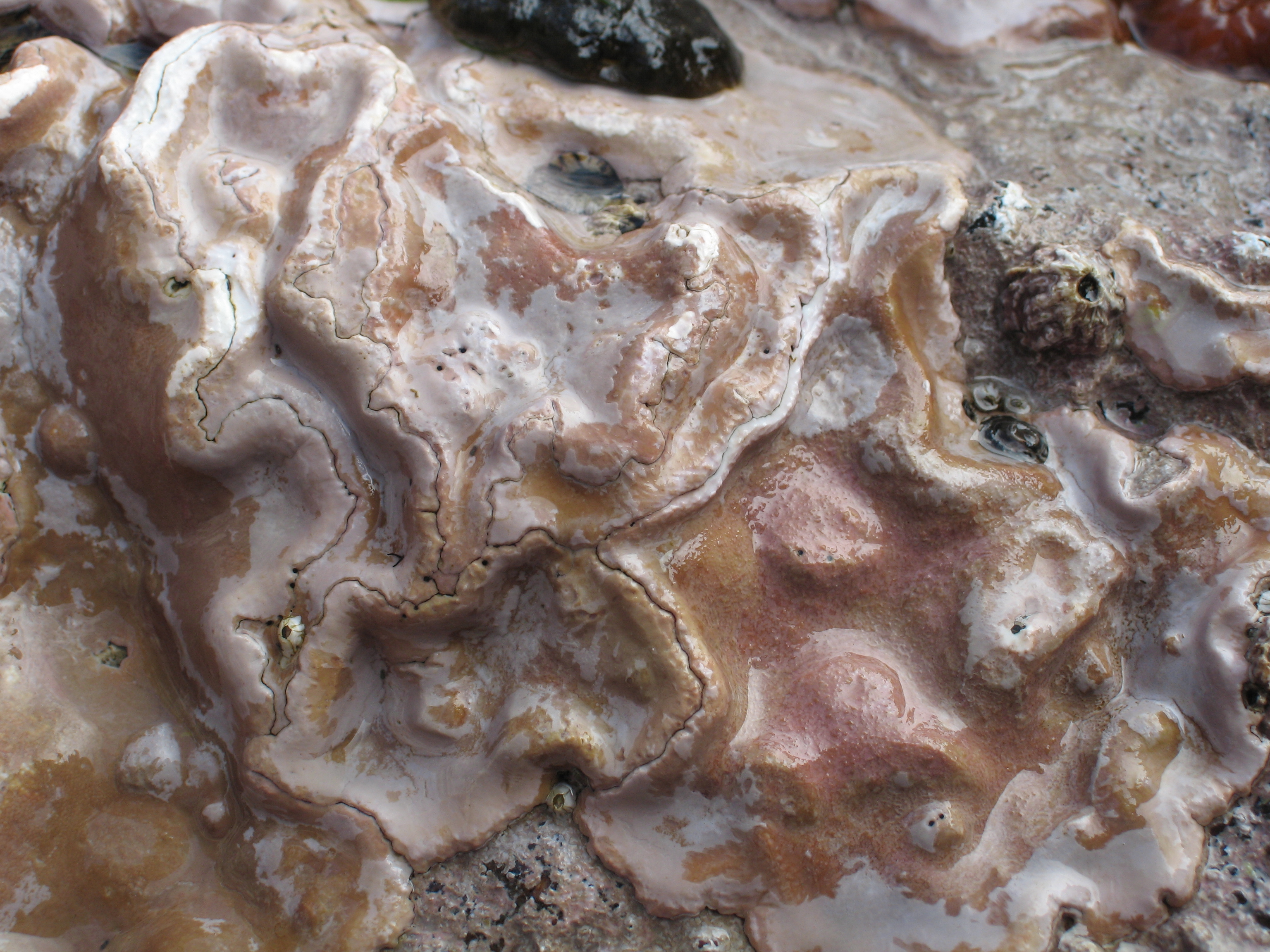 Clathromorphum nereostratum – M. Lindeberg · Aleutian Islands · July 2006
