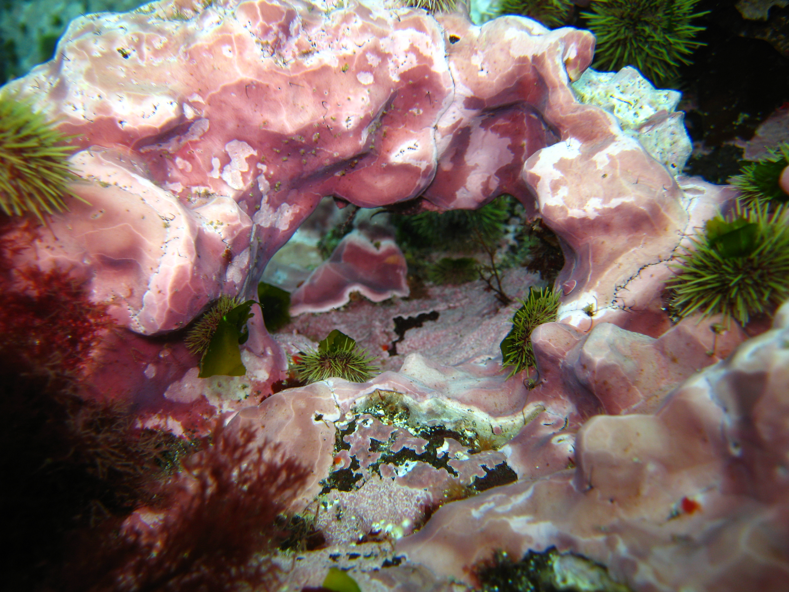 Clathromorphum nereostratum – R. Brewer · Aleutian Islands · July 2006