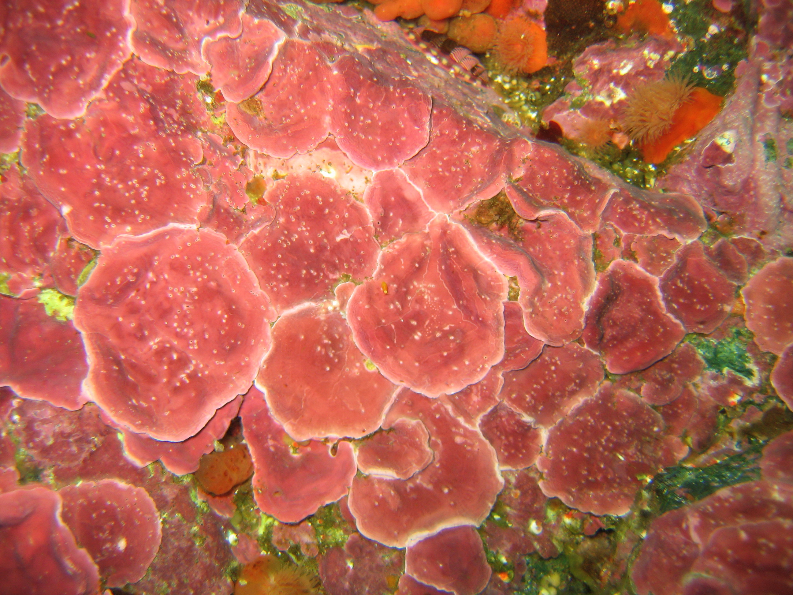 Clathromorphum nereostratum – H. Chenelot · Aleutian Islands · June 2008