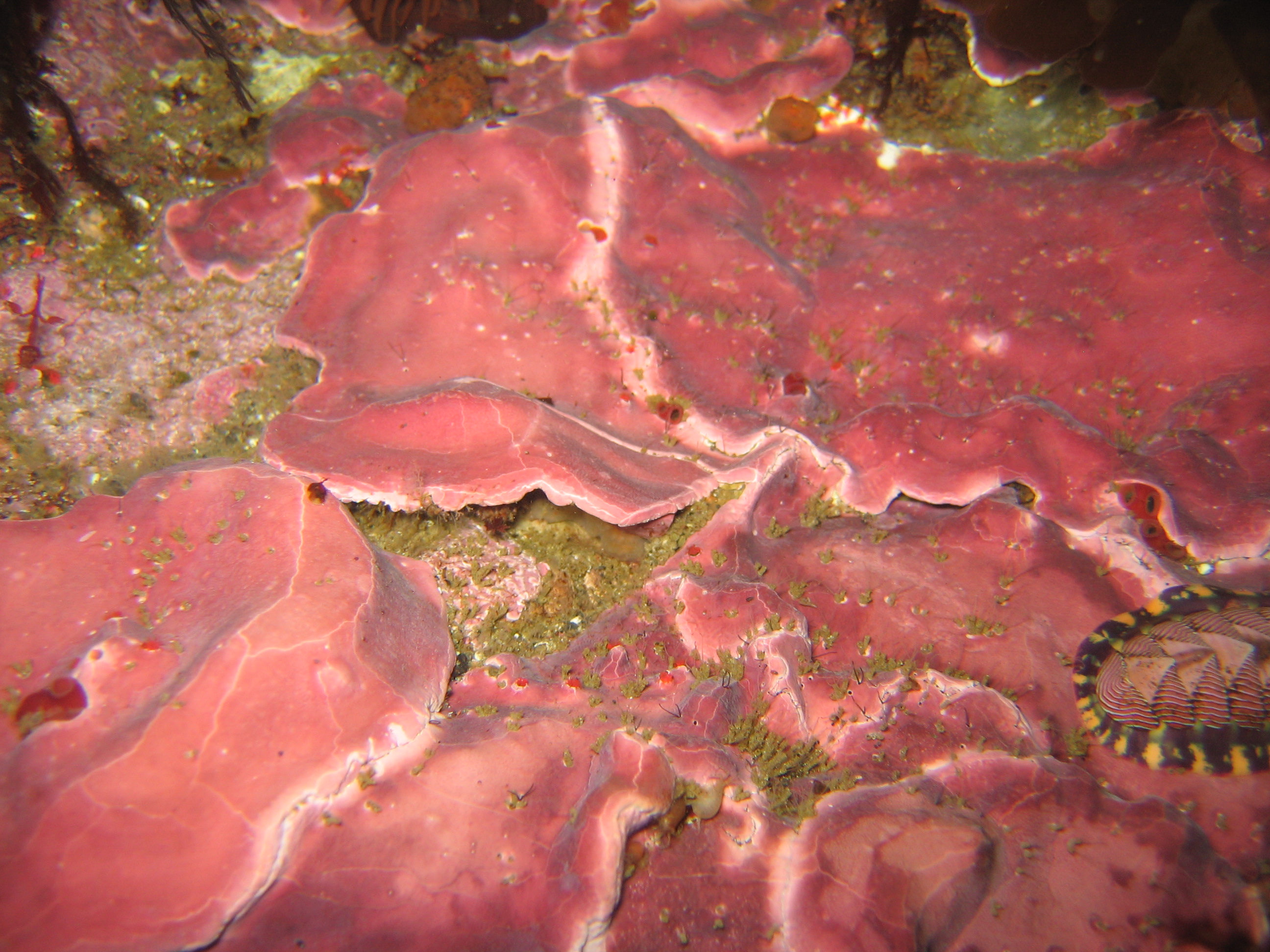 Clathromorphum nereostratum – H. Chenelot · Aleutian Islands · July 2006