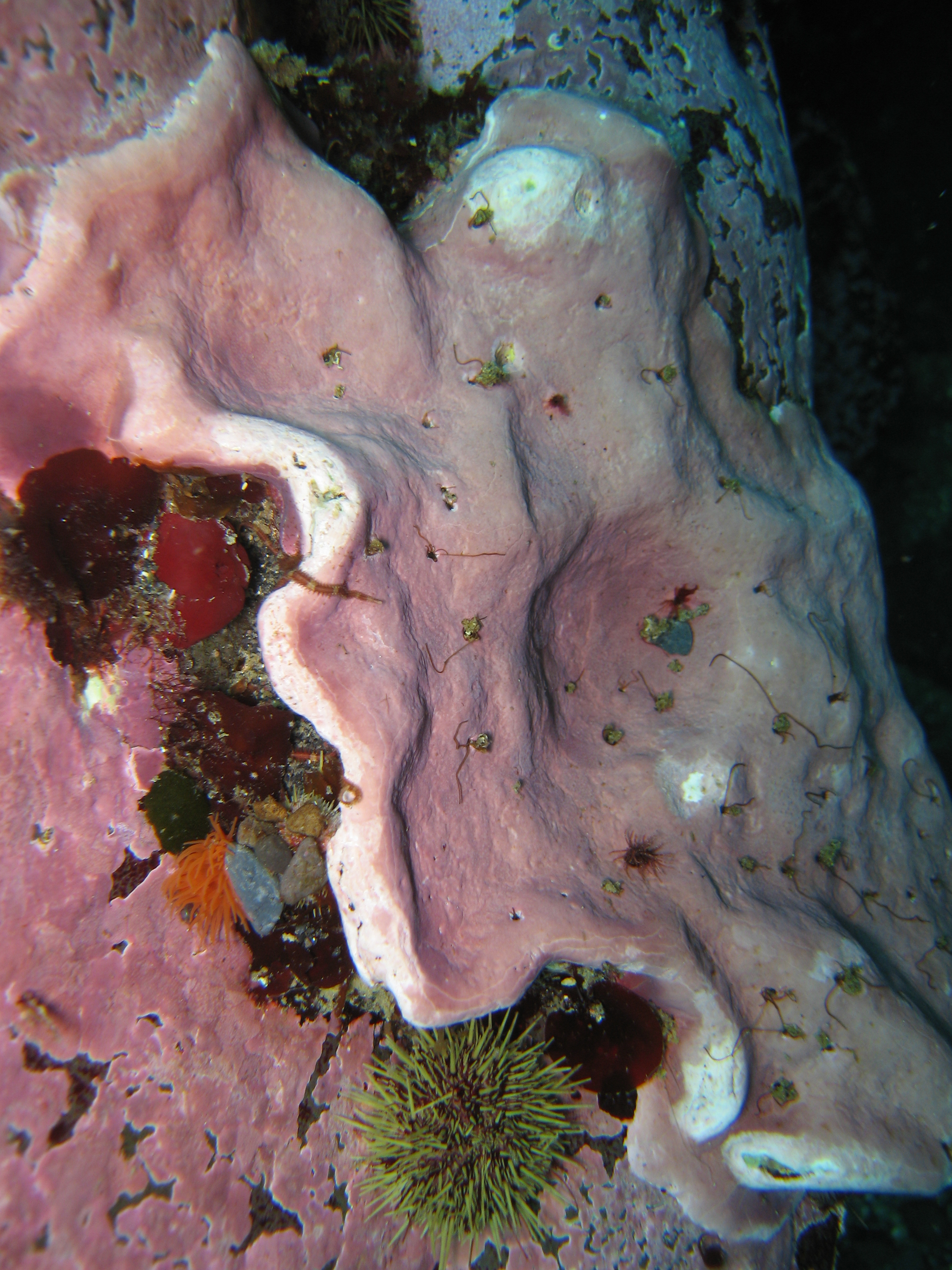 Clathromorphum nereostratum – R. Brewer · Aleutian Islands · July 2007