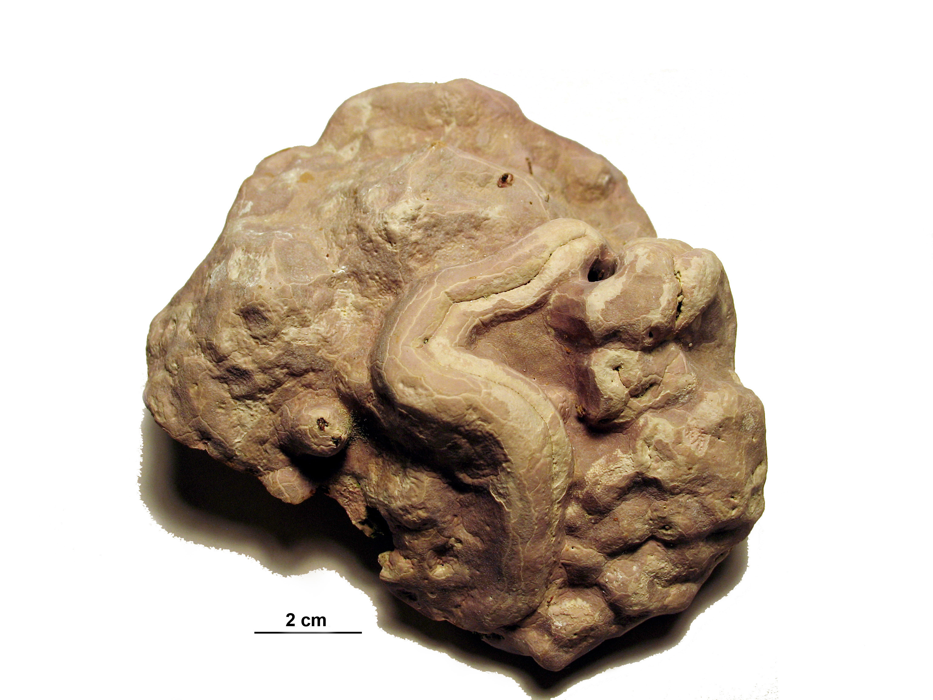 Clathromorphum nereostratum