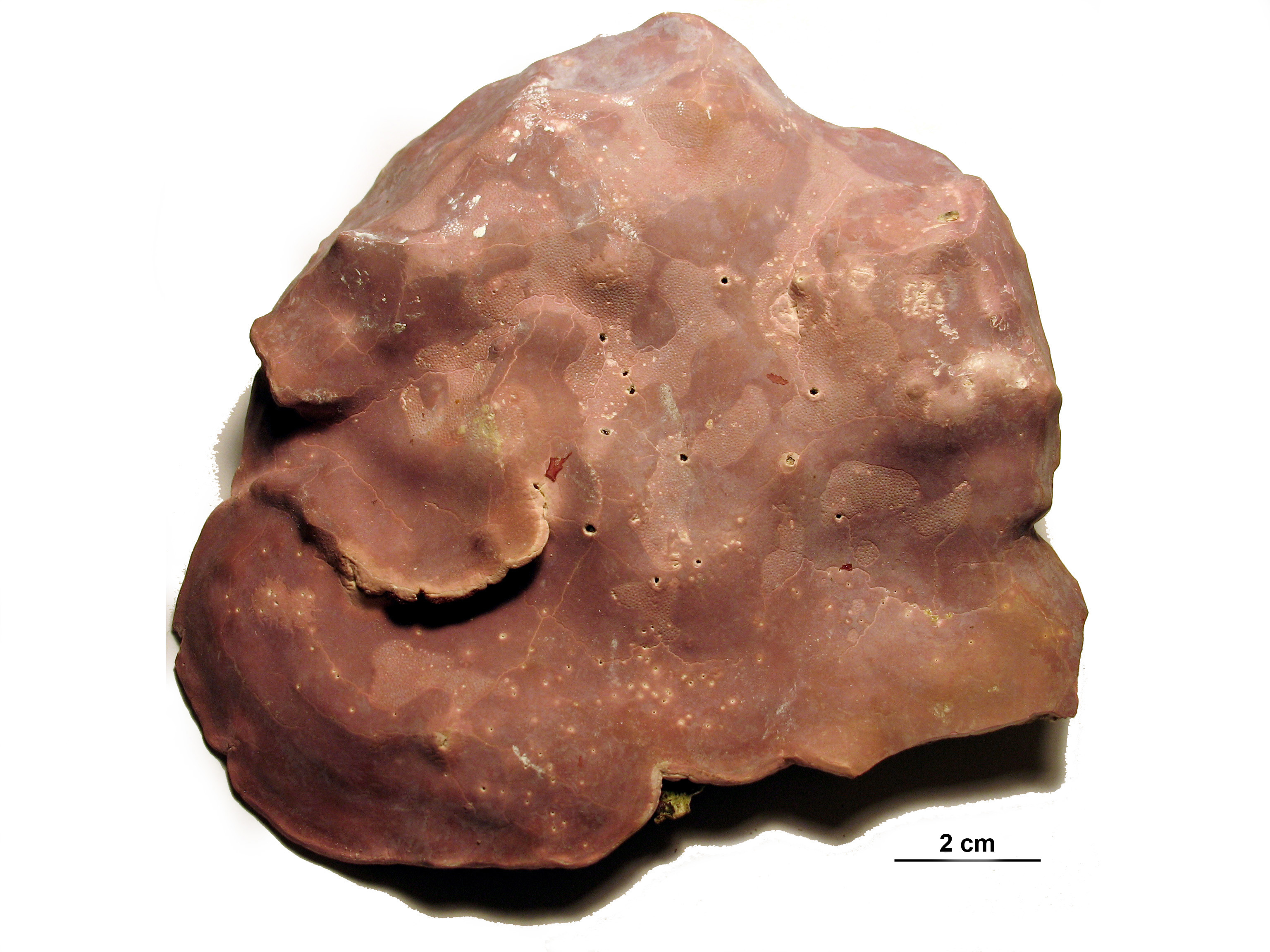 Clathromorphum nereostratum – M. Lindeberg · Aleutian Islands · July 2007