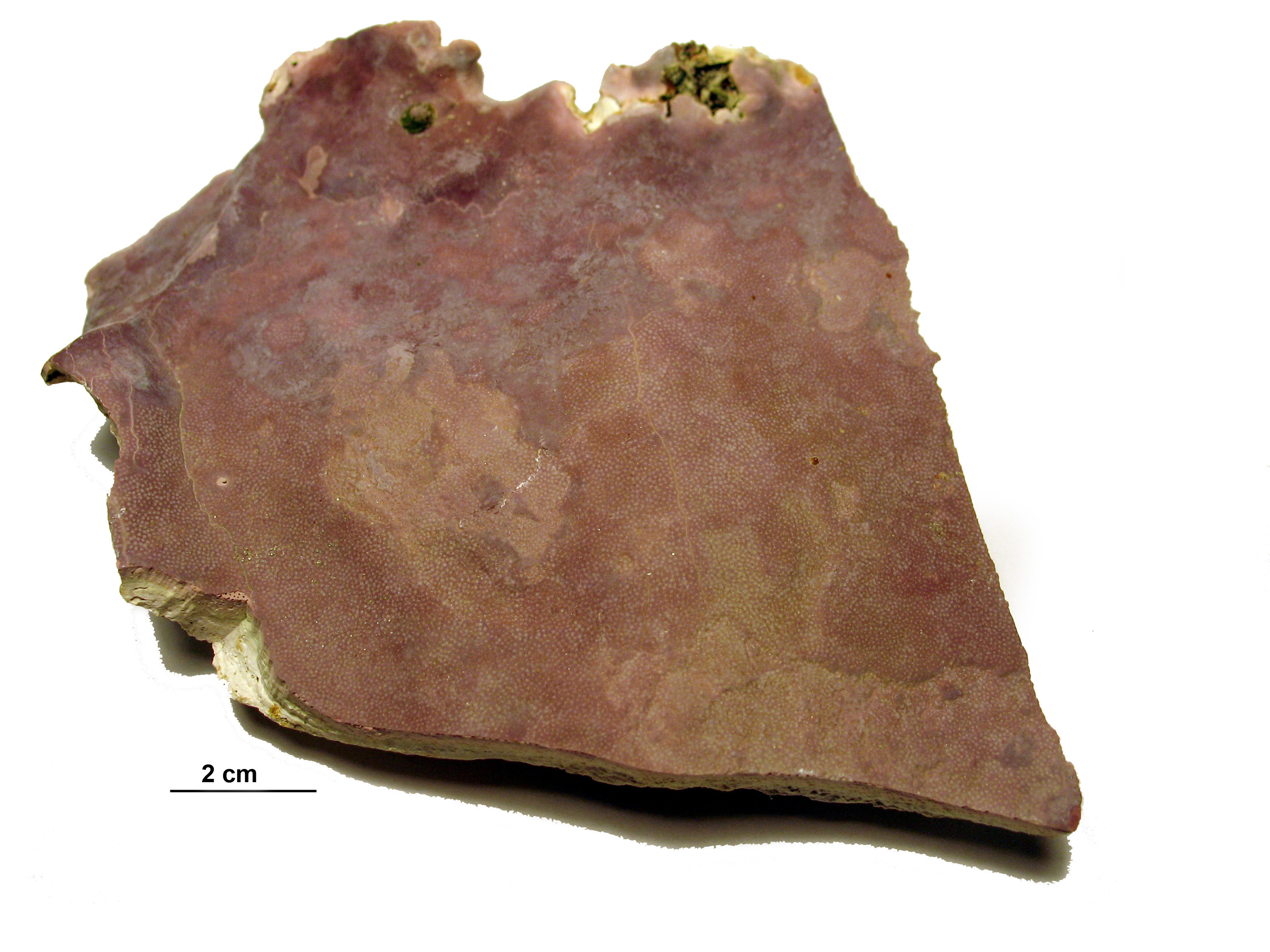 Clathromorphum nereostratum – M. Lindeberg · Aleutian Islands · July 2007