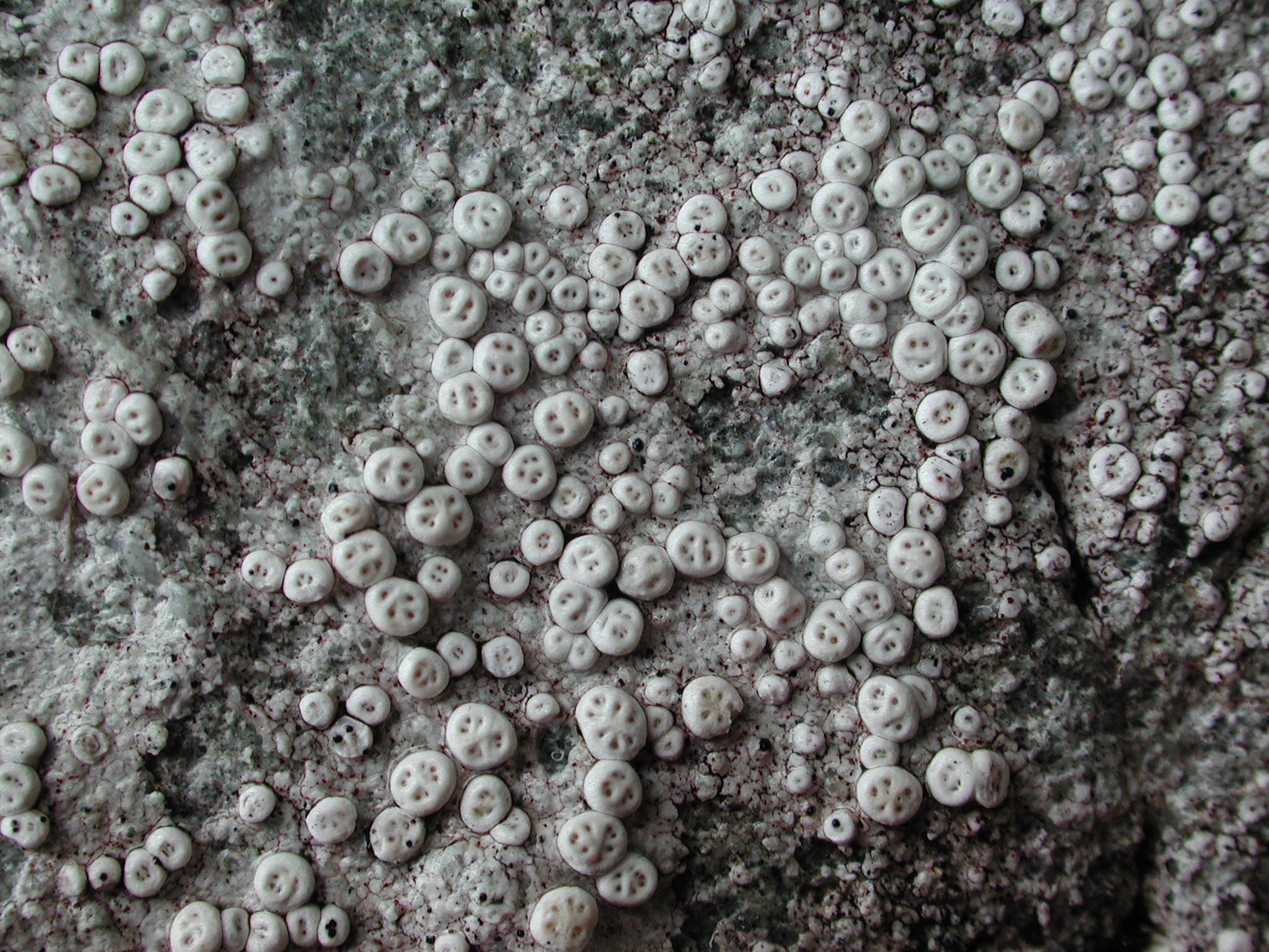 Coccotrema maritimum