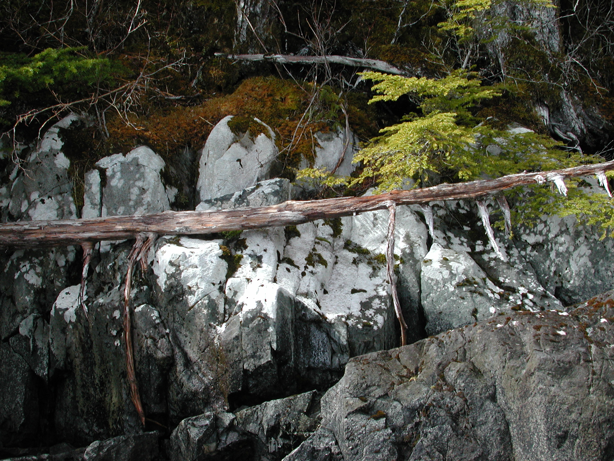 Coccotrema maritimum – M. Lindeberg · Prince William Sound · April 2006