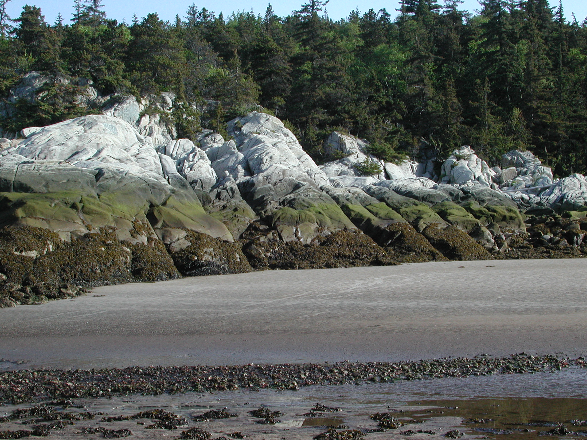 Coccotrema maritimum – M. Lindeberg · Southeast Alaska · May 2005