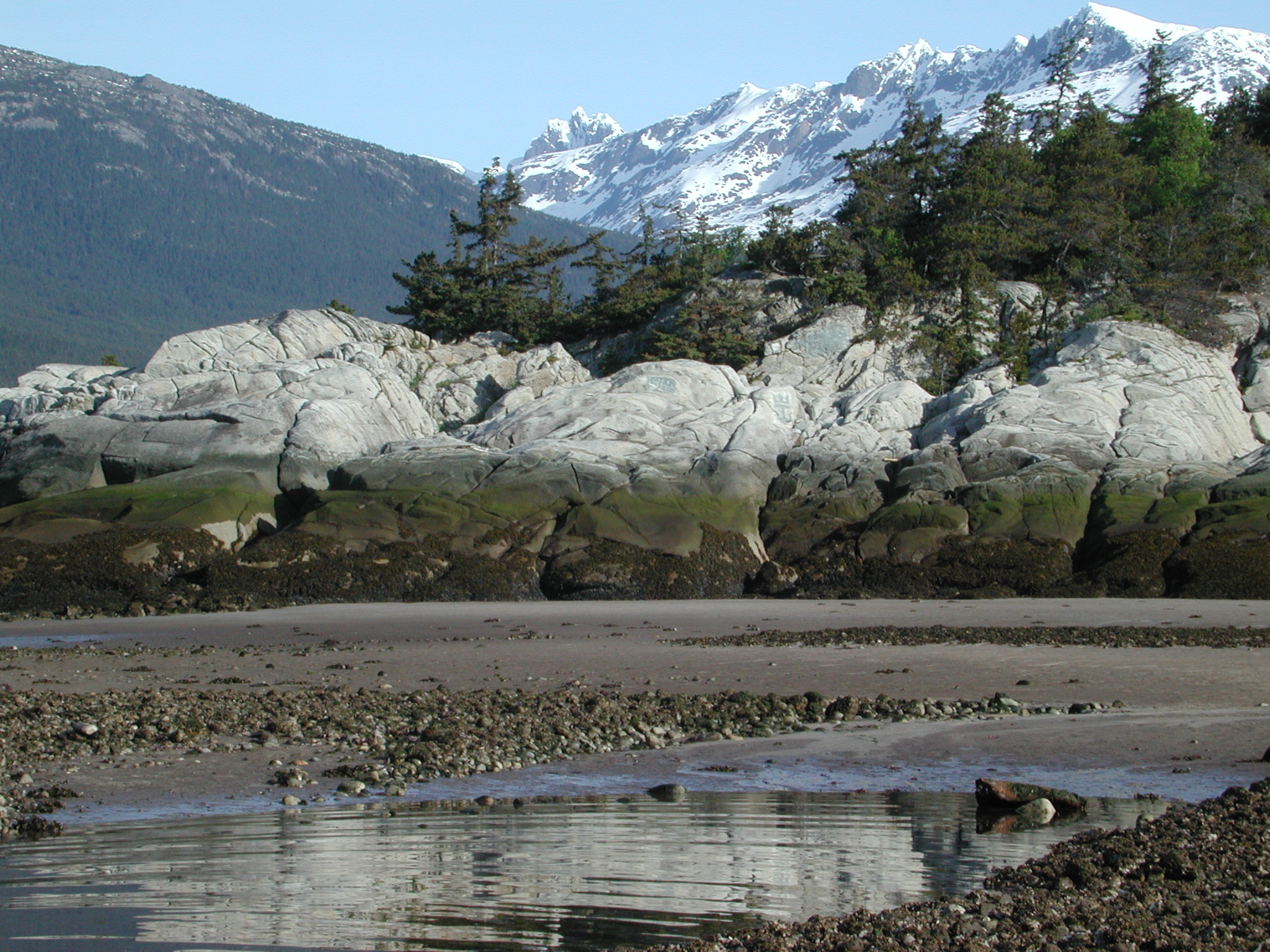 Coccotrema maritimum – M. Lindeberg · Southeast Alaska · May 2005