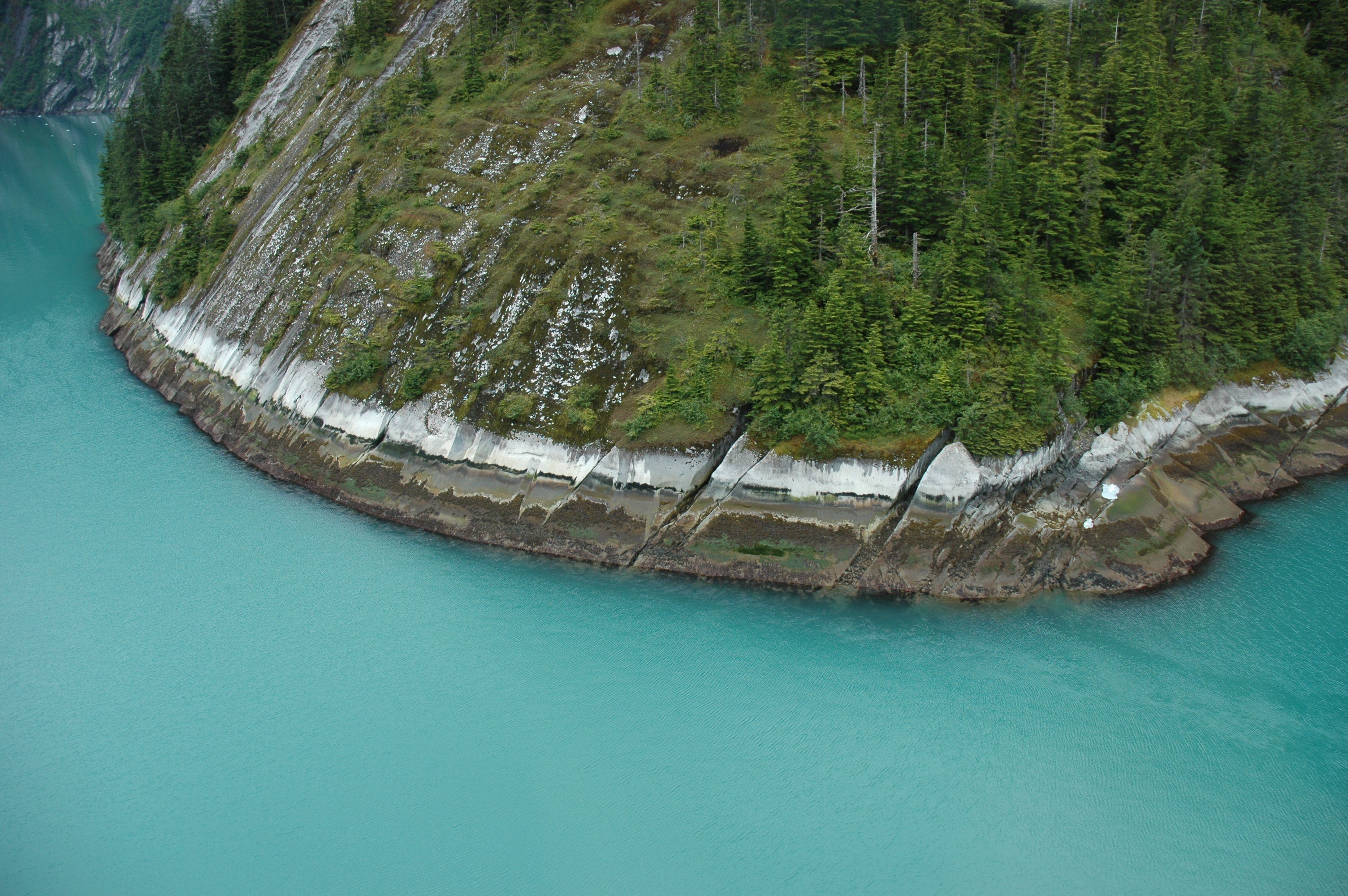 Coccotrema maritimum – M. Lindeberg · Southeast Alaska · August 2008
