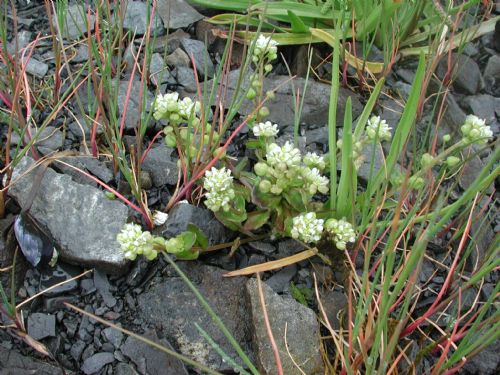 Cochlearia officinalis