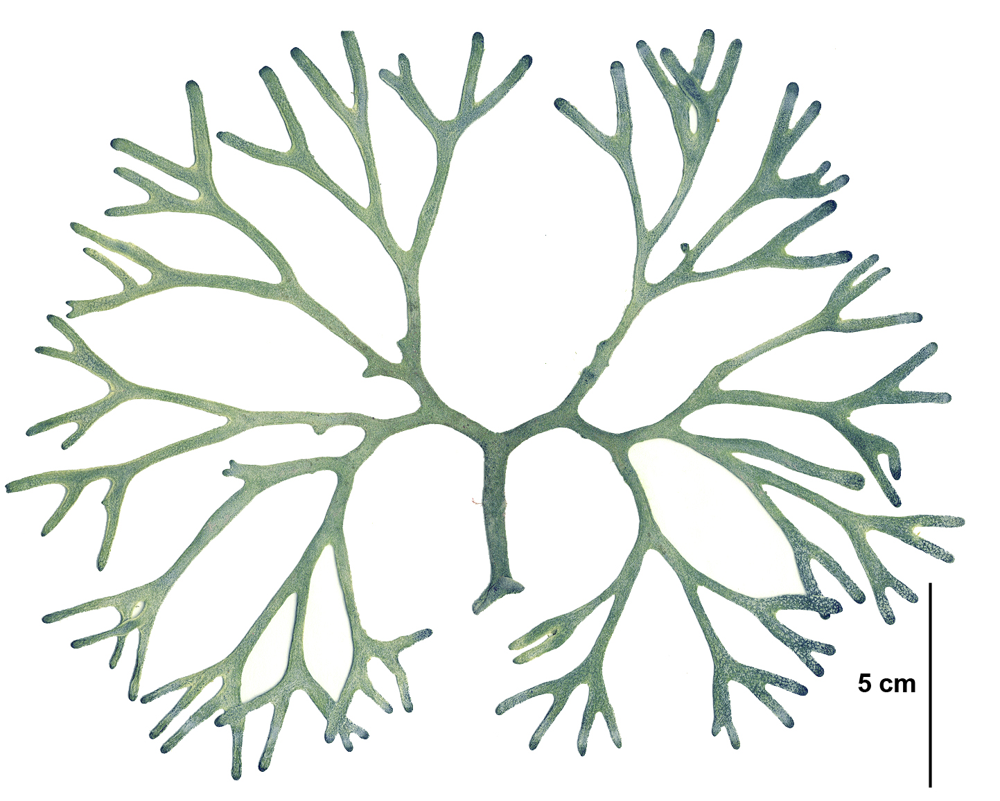 Codium fragile subsp. californicum