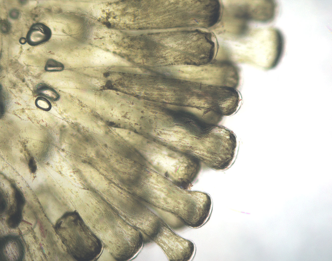 Codium fragile subsp. californicum – M. Lindeberg · Southeast Alaska · June 2000