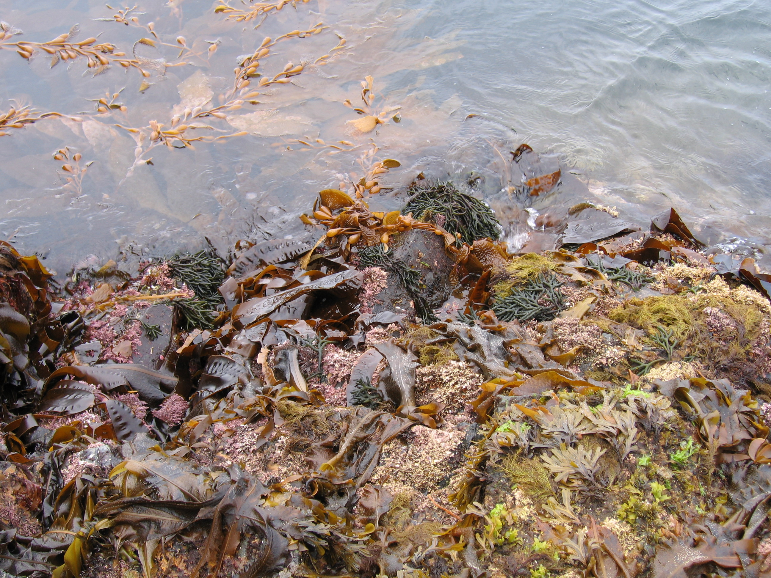 Codium fragile subsp. californicum – S. Lindstrom · Southeast Alaska · July 2006
