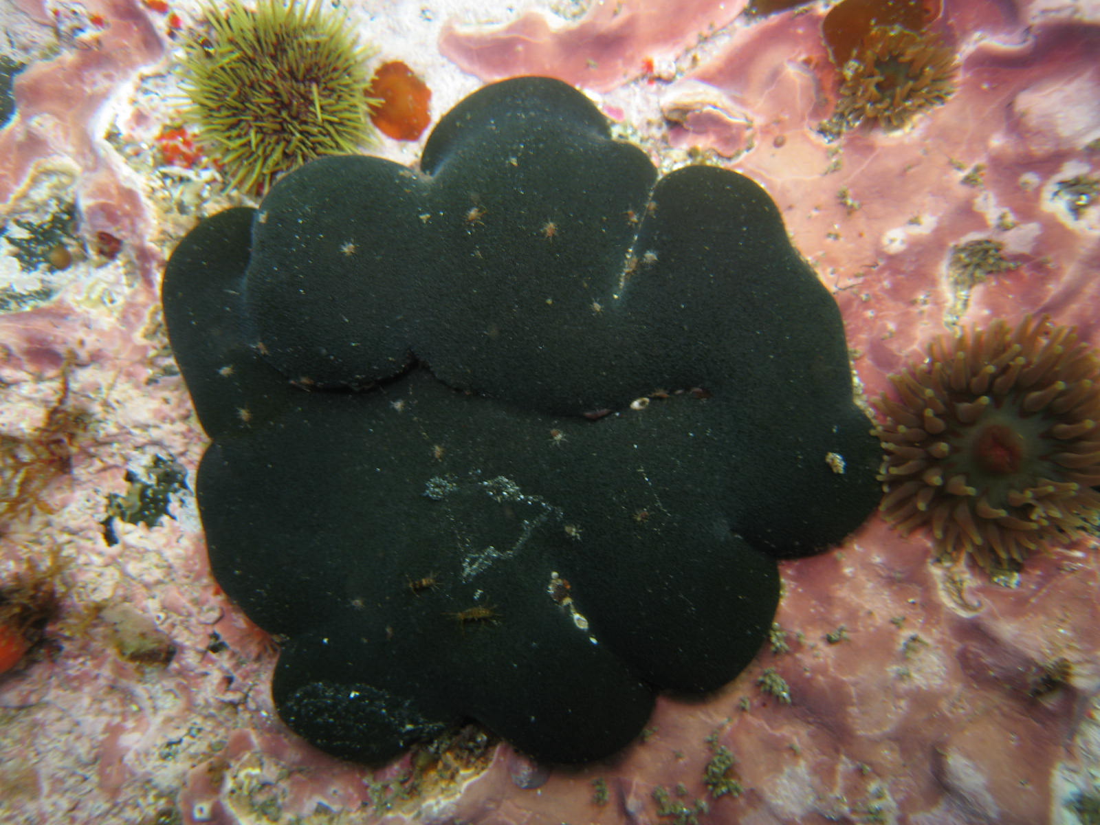 Codium ritteri – R. Brewer · Aleutian Islands · July 2006