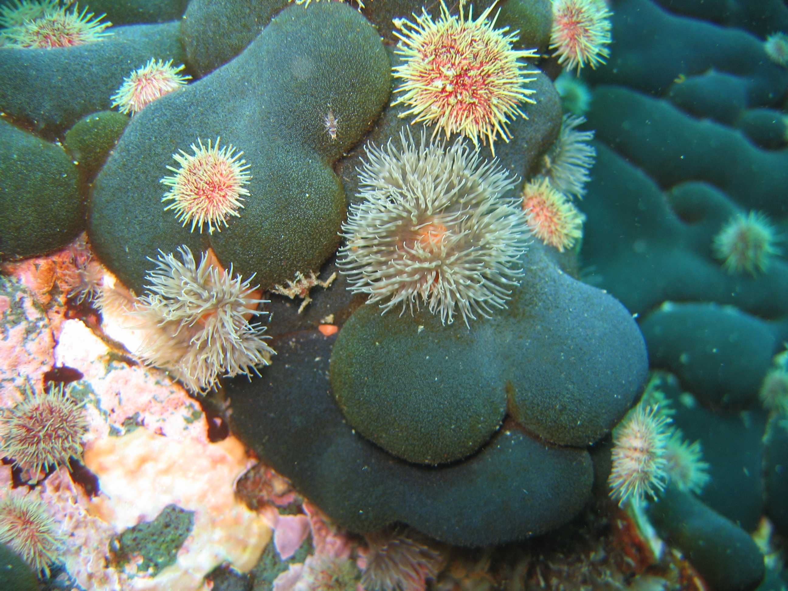 Codium ritteri – H. Chenelot · Aleutian Islands · July 2006