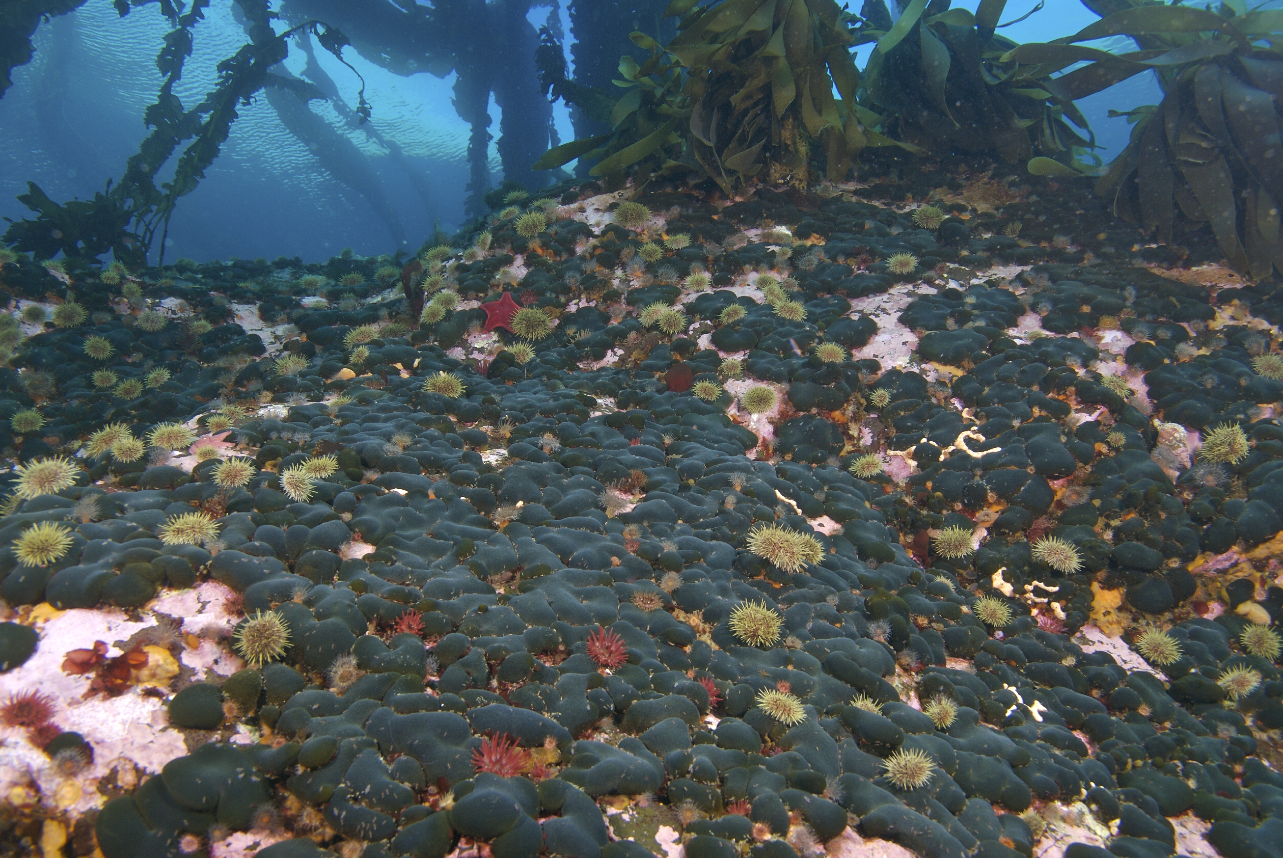 Codium ritteri – S. Harper · Aleutian Islands · July 2007