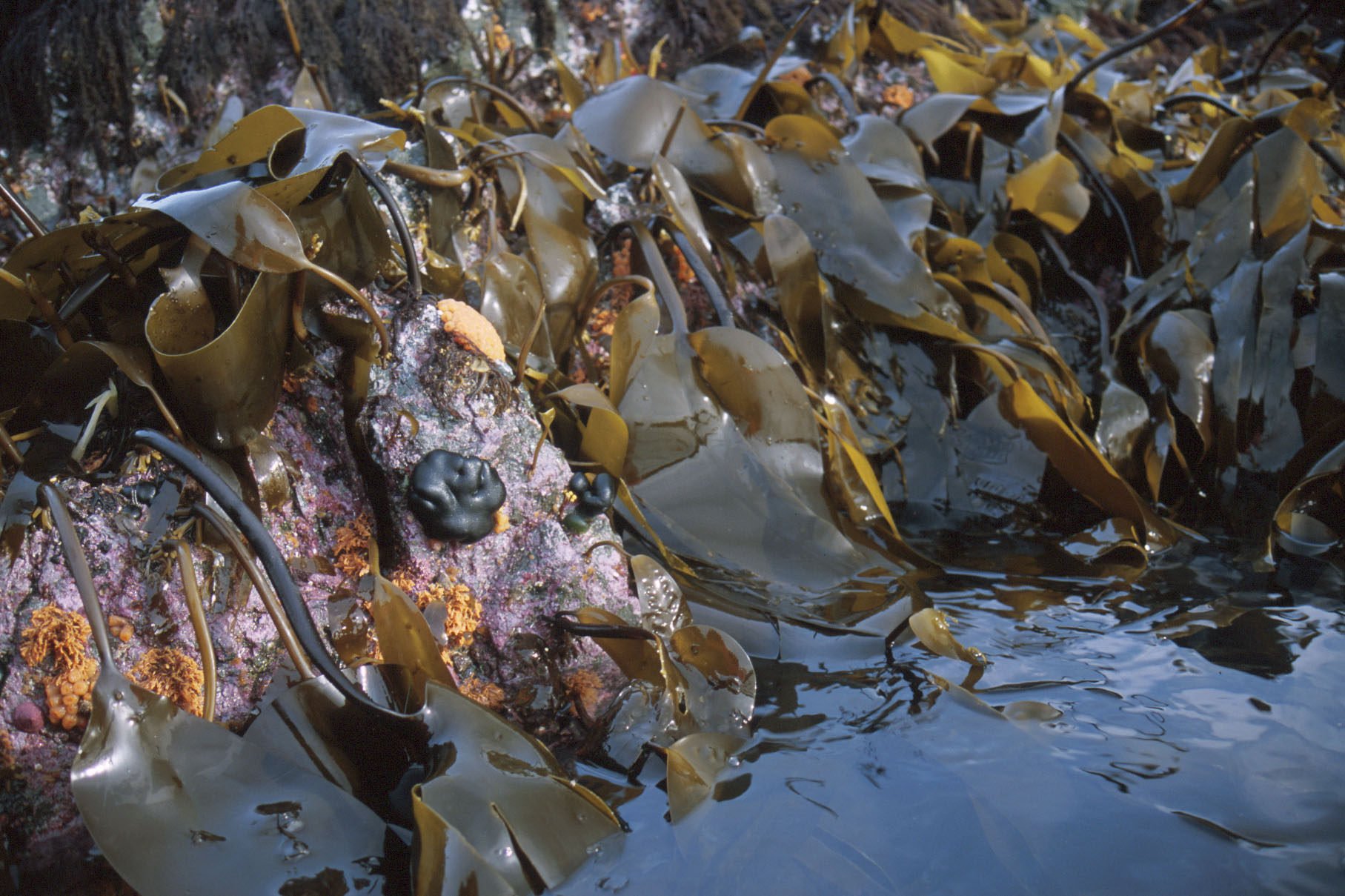 Codium ritteri – M. Lindeberg · Cook Inlet · June 2000