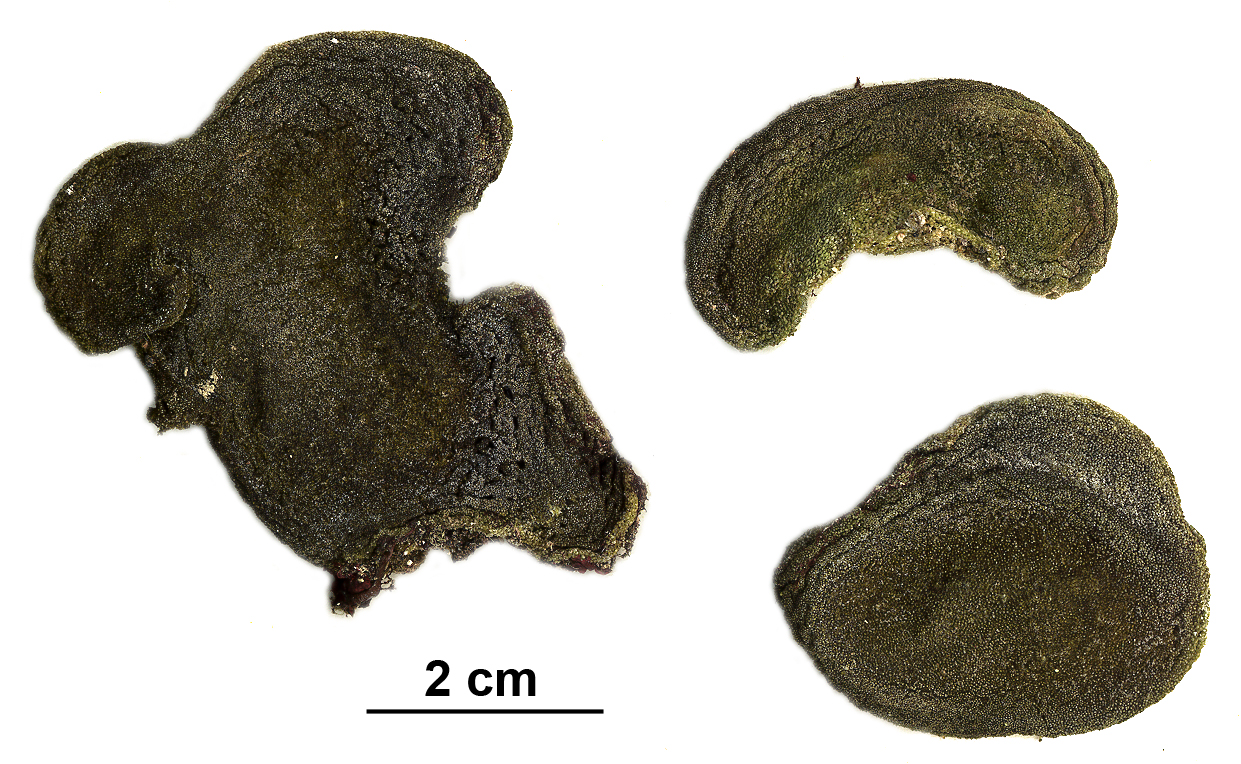 Codium ritteri