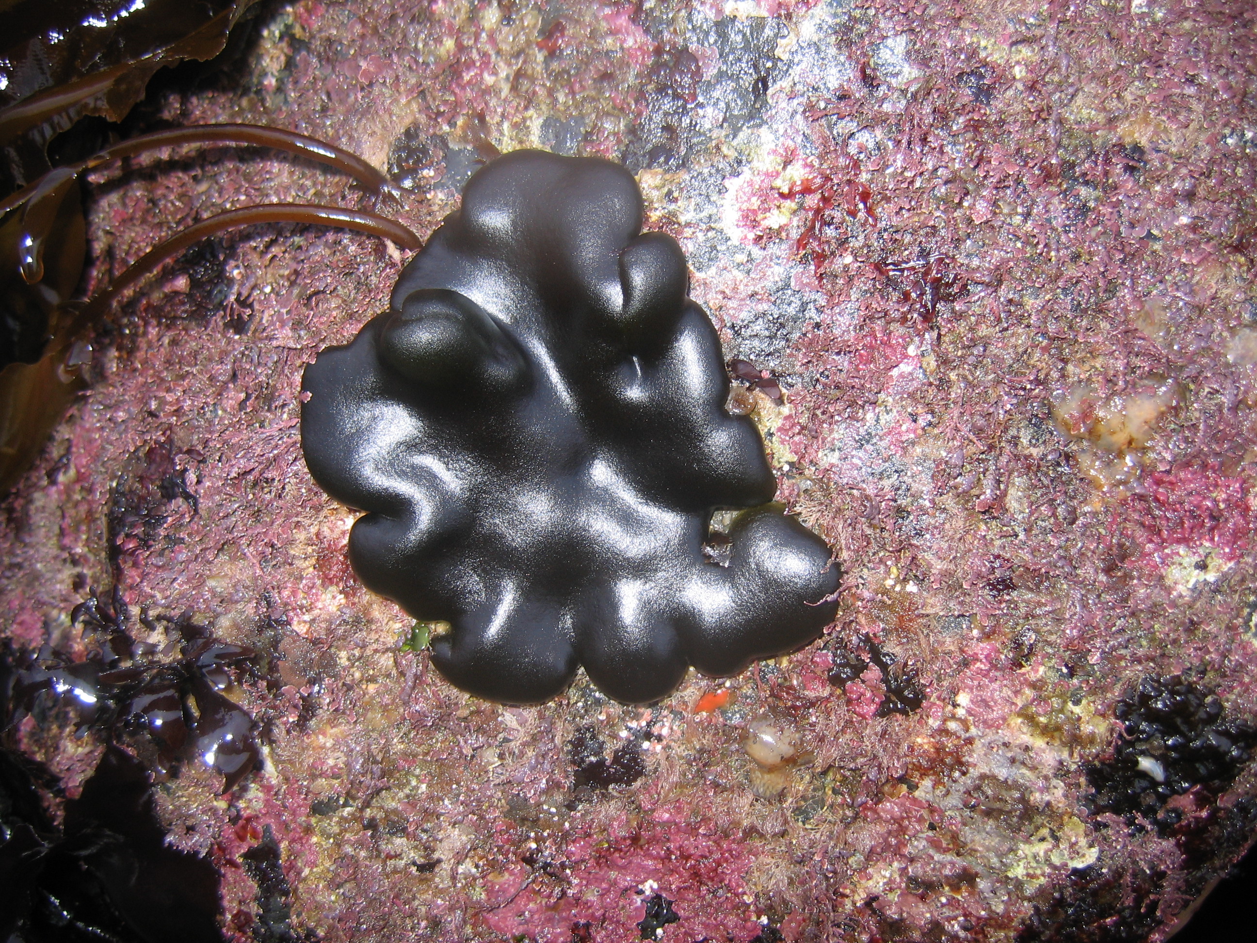 Codium setchellii