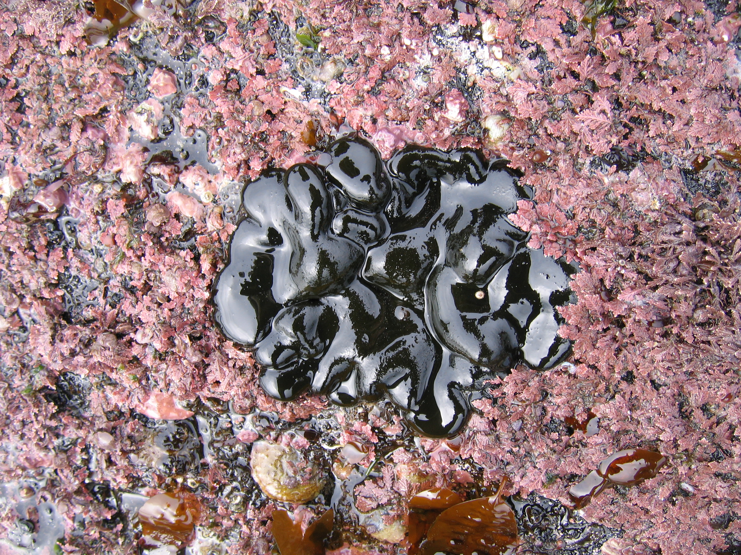 Codium setchellii – S. Lindstrom · Southeast Alaska · July 2006