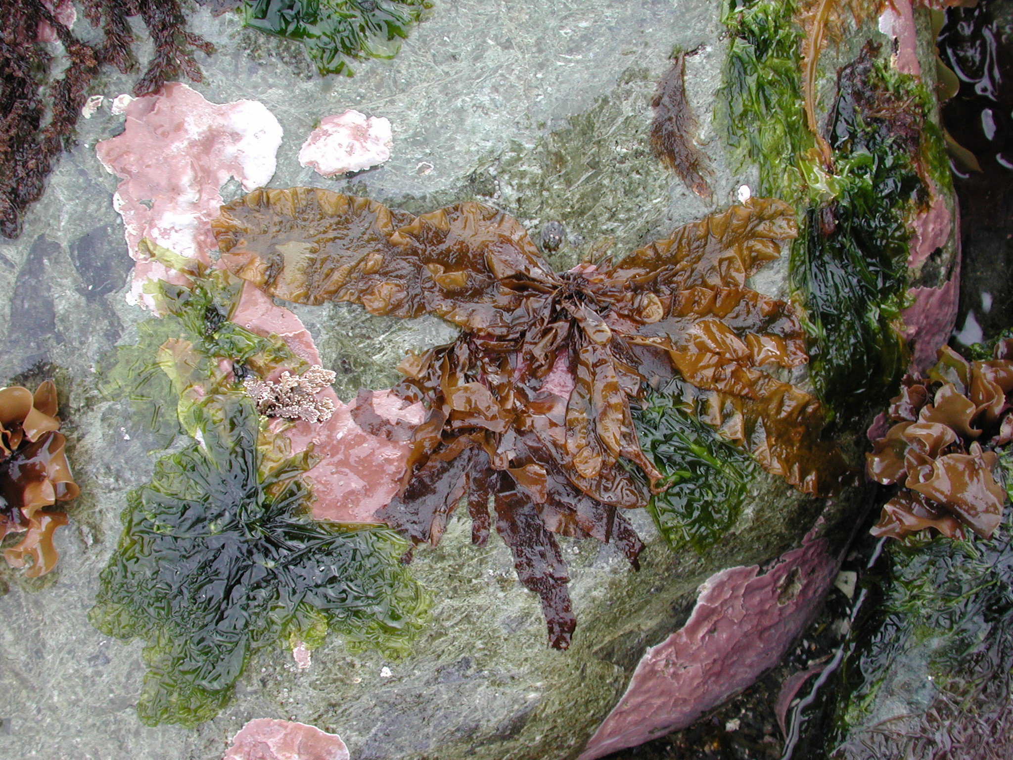 Coilodesme bulligera – M. Lindeberg · Cook Inlet · July 2008