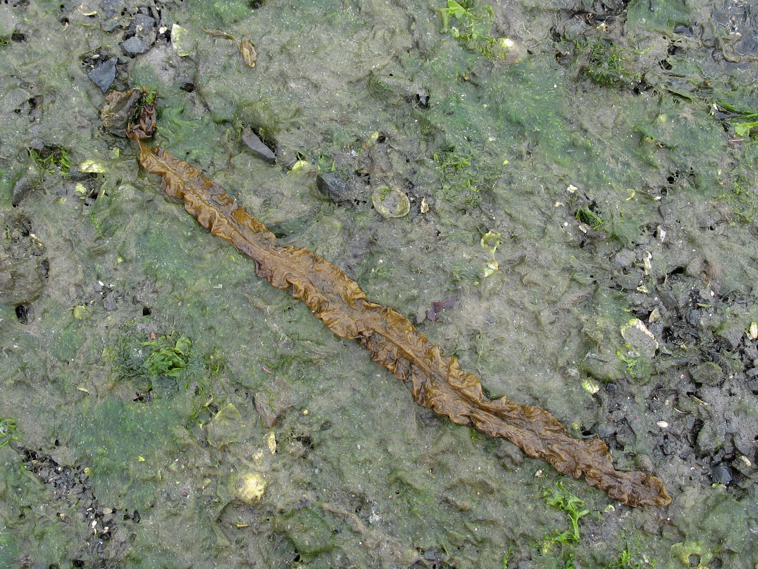 Coilodesme bulligera – M. Lindeberg · Cook Inlet · July 2008