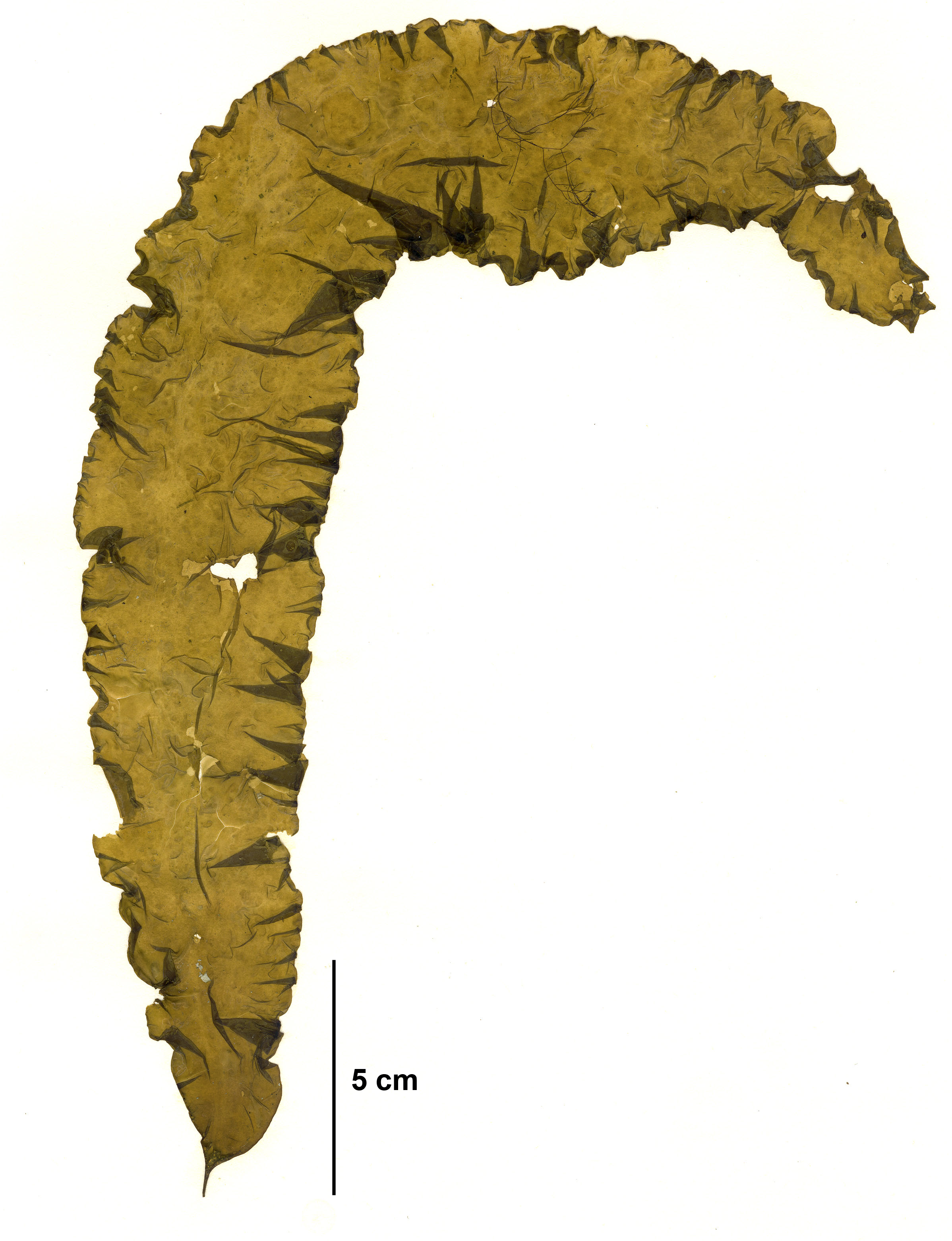 Coilodesme bulligera – M. Lindeberg · Cook Inlet · June 1996