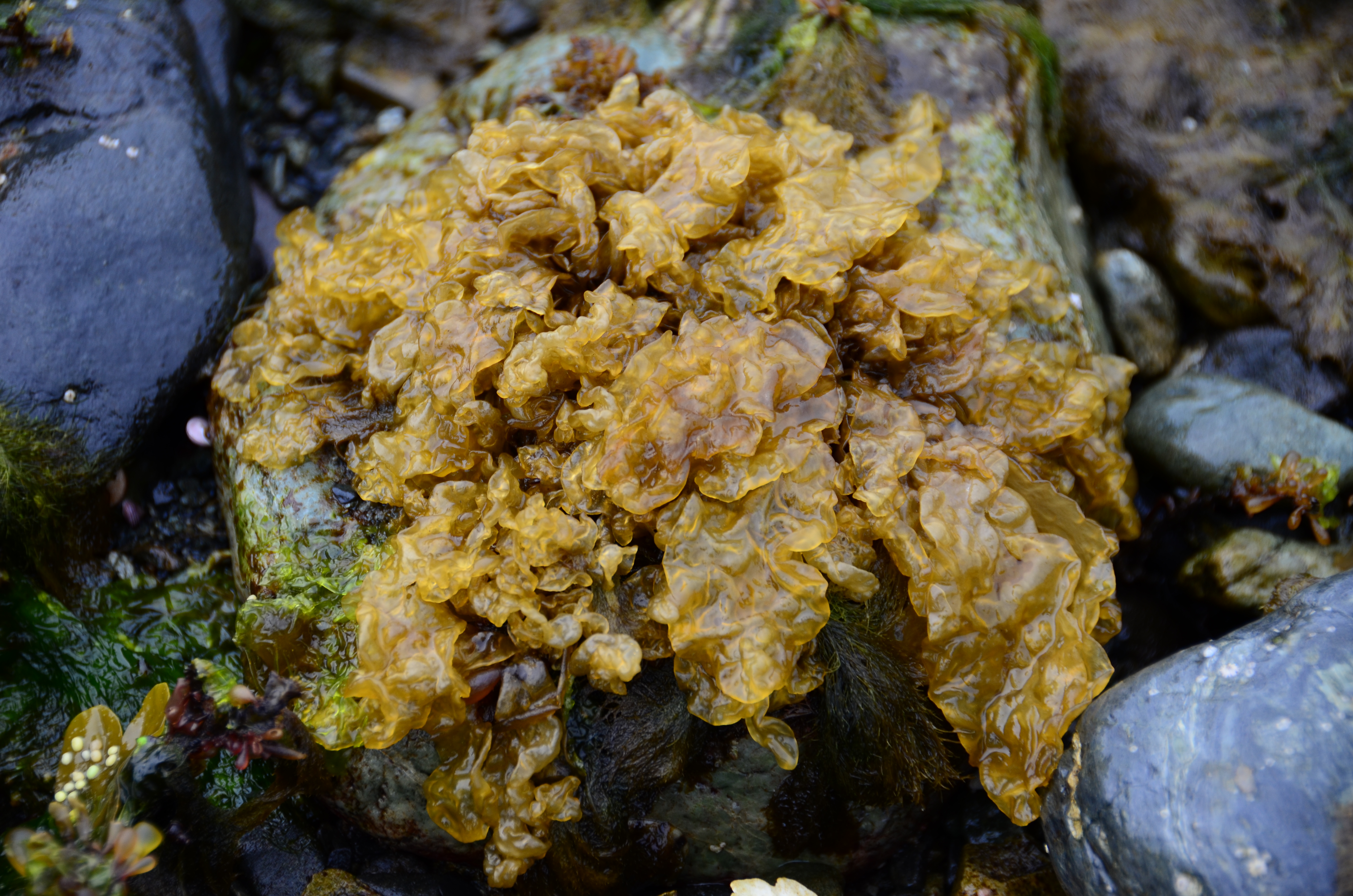 Coilodesme bulligera – M. Lindeberg · Southeast Alaska · May 2013
