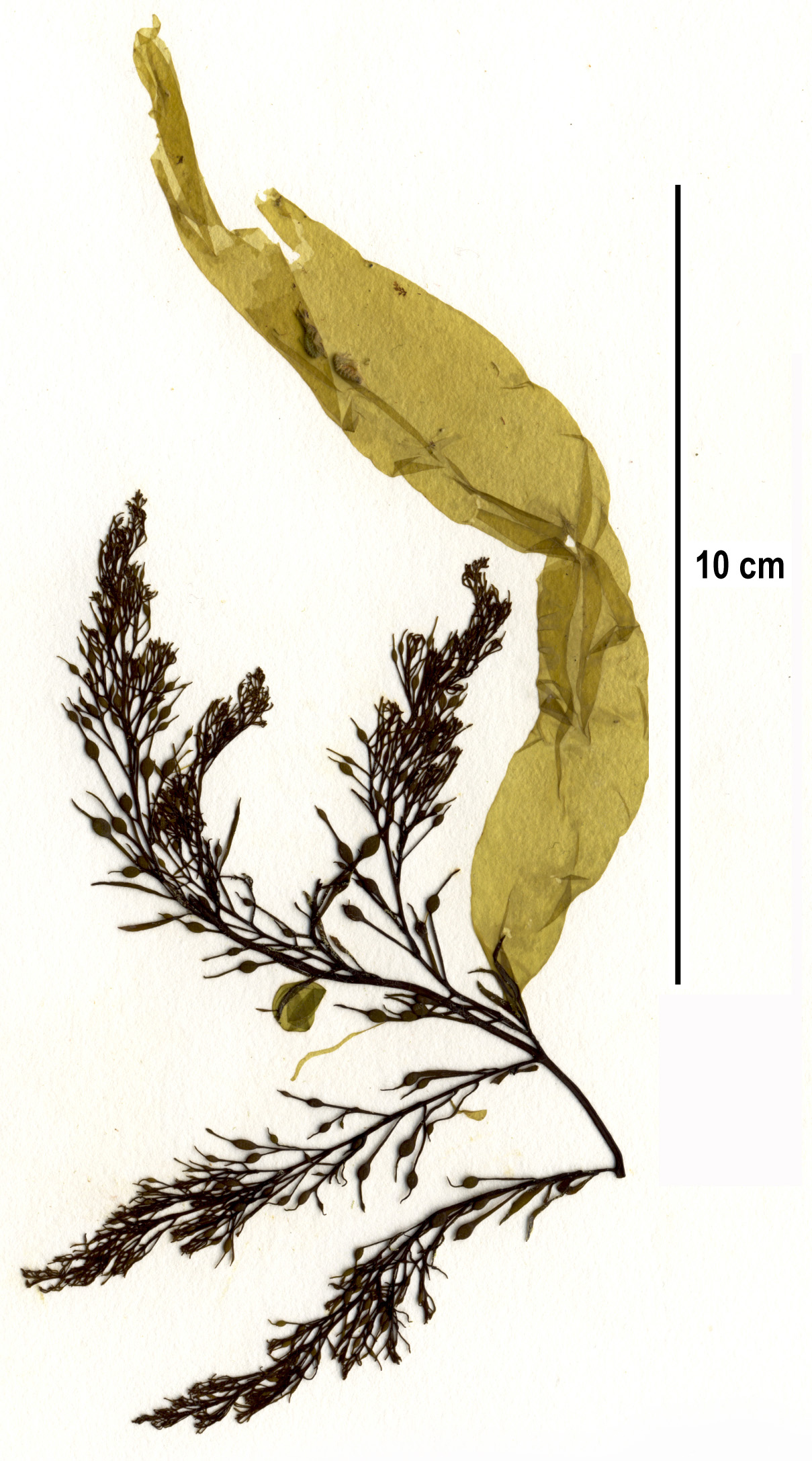 Coilodesme californica