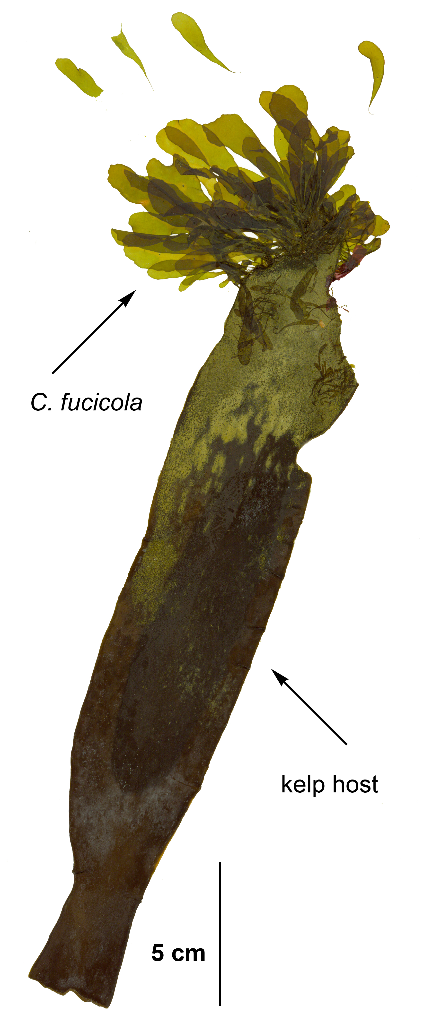 Coilodesme fucicola – S. Lindstrom · Aleurian Islands · June 2008