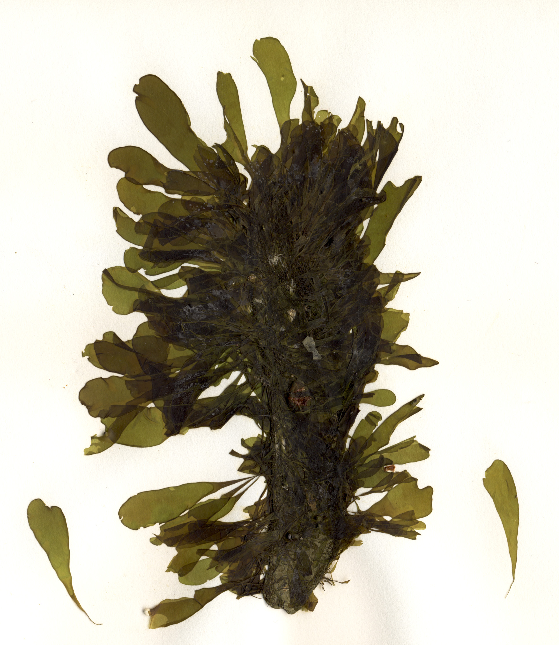 Coilodesme fucicola – S. Lindstrom · Aleutian Islands · June 2008