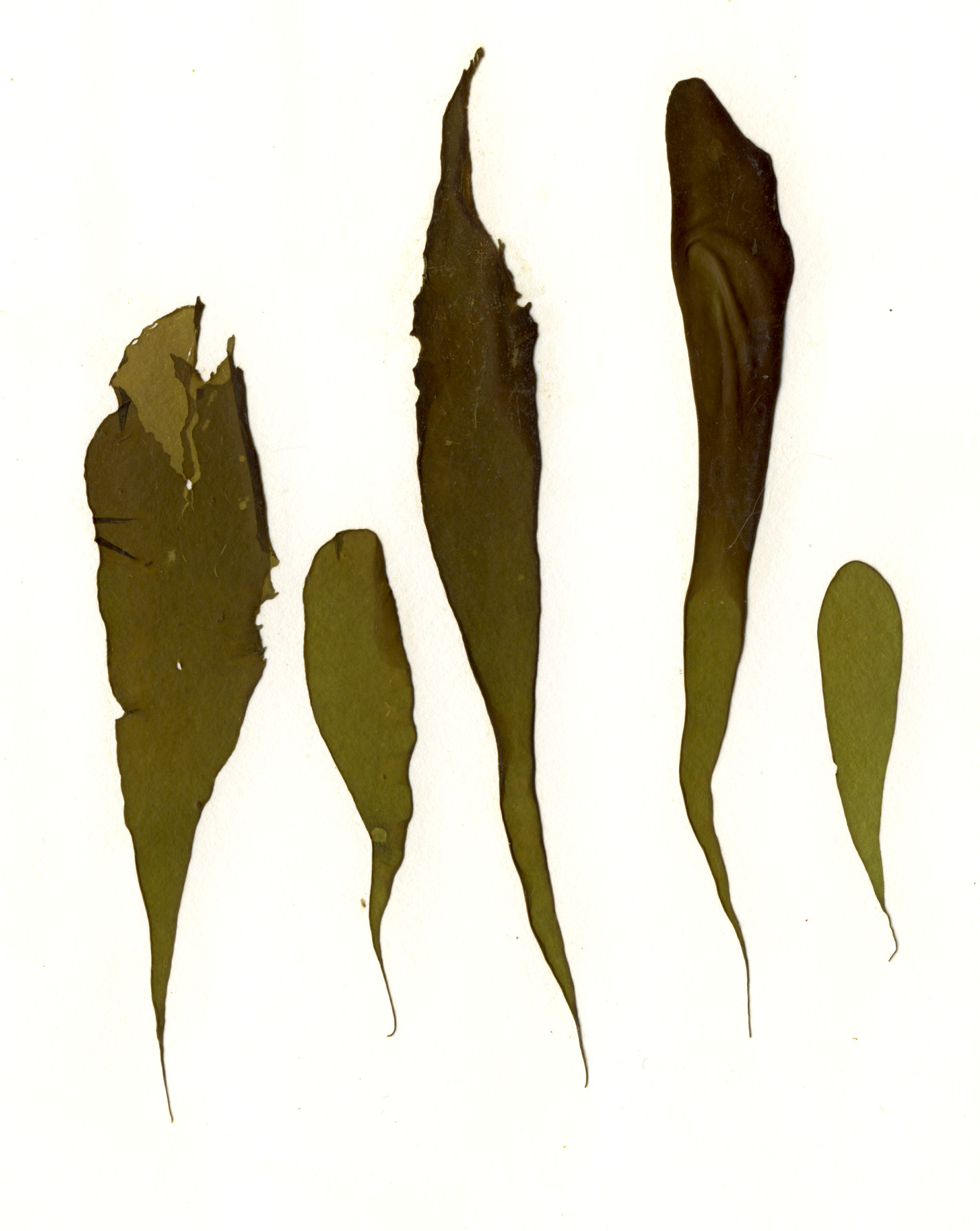Coilodesme fucicola