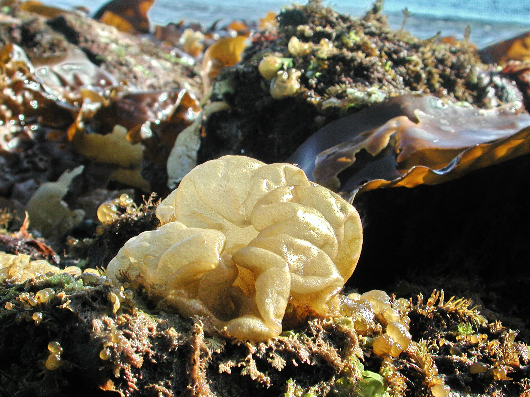 Colpomenia peregrina – M. Lindeberg · Southeast Alaska · June 2006