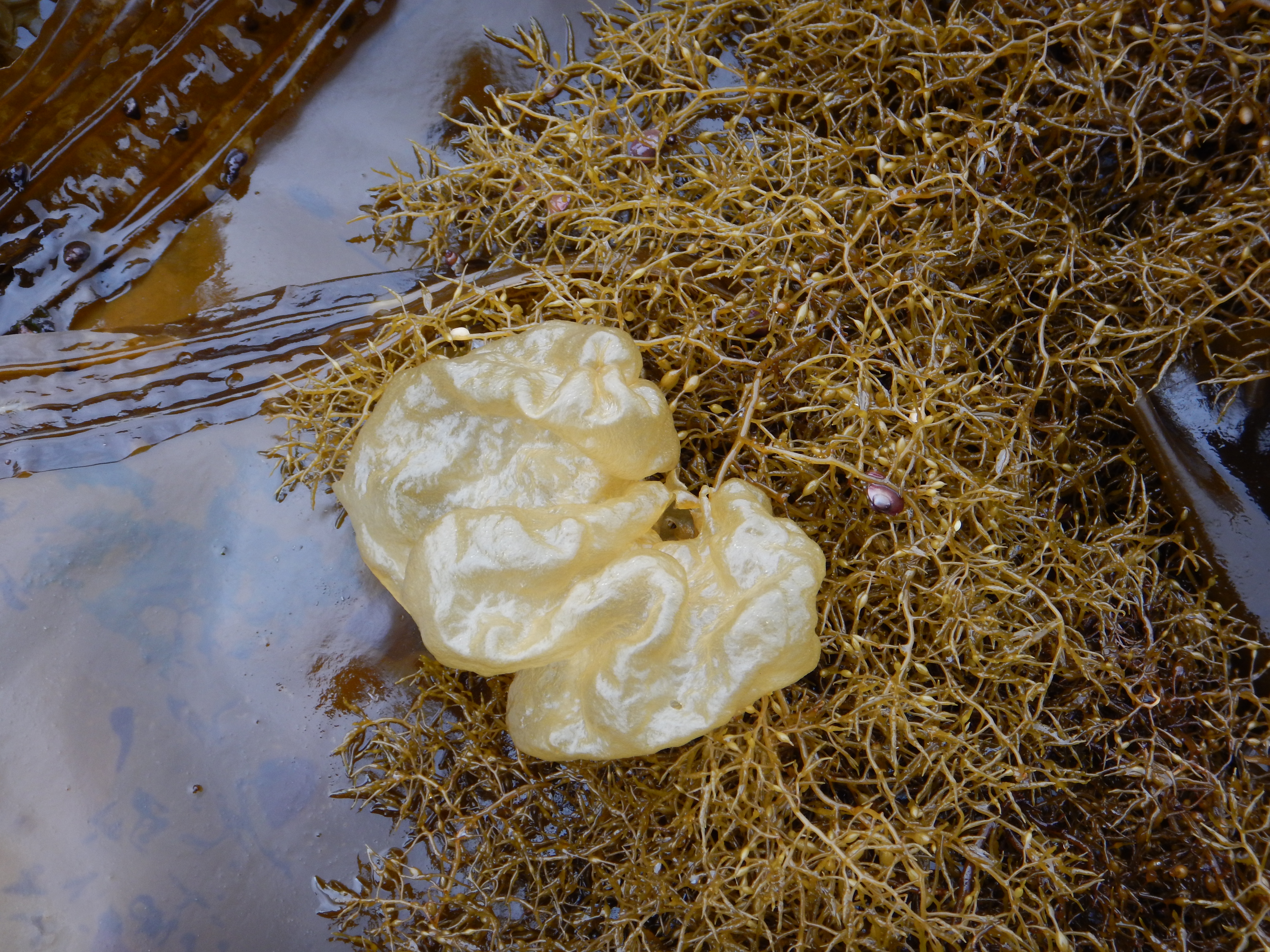 Colpomenia peregrina – M. Lindeberg · Kenai Peninsula · June 2014