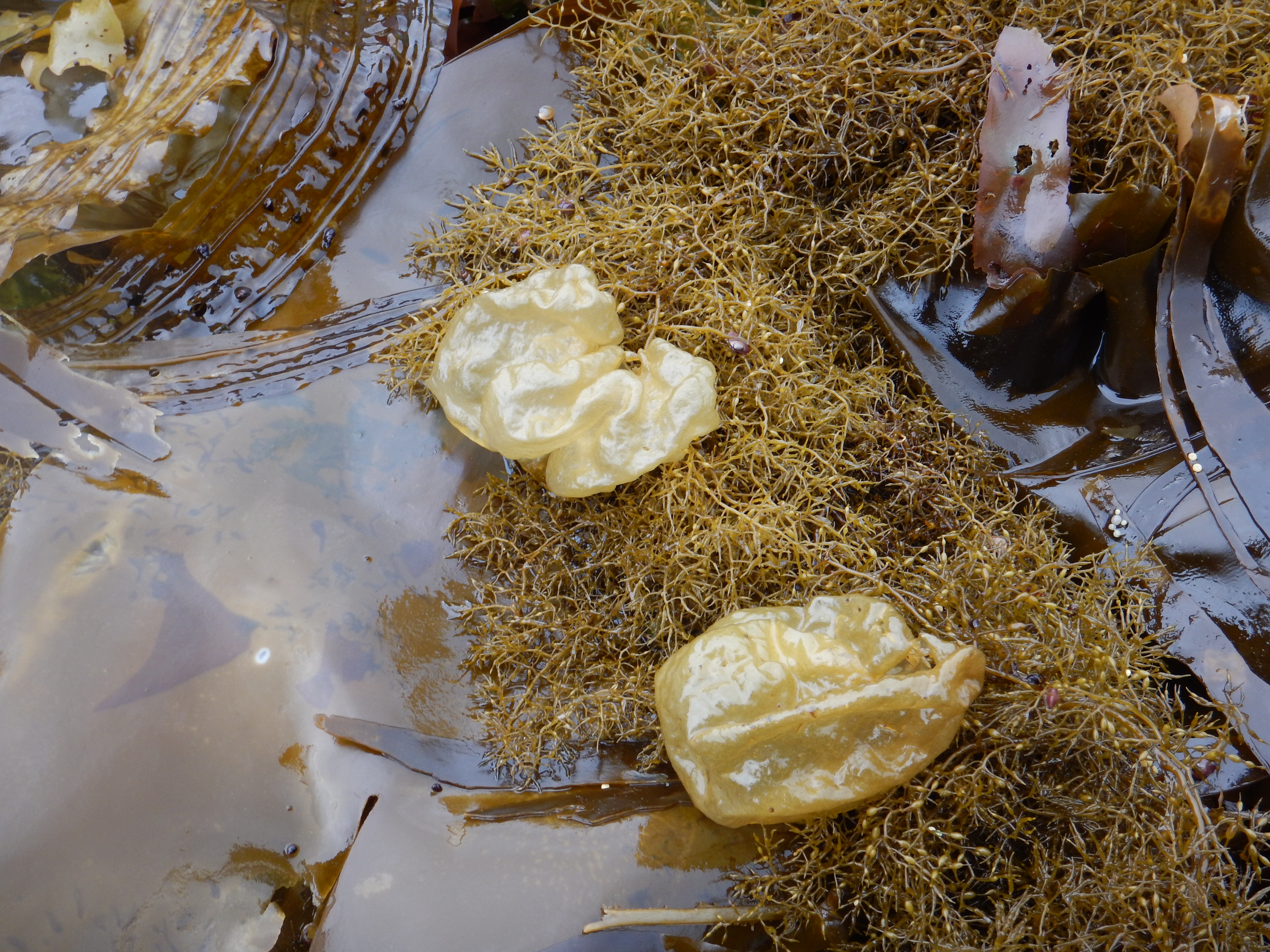 Colpomenia peregrina – M. Lindeberg · Kenai Peninsula · June 2014