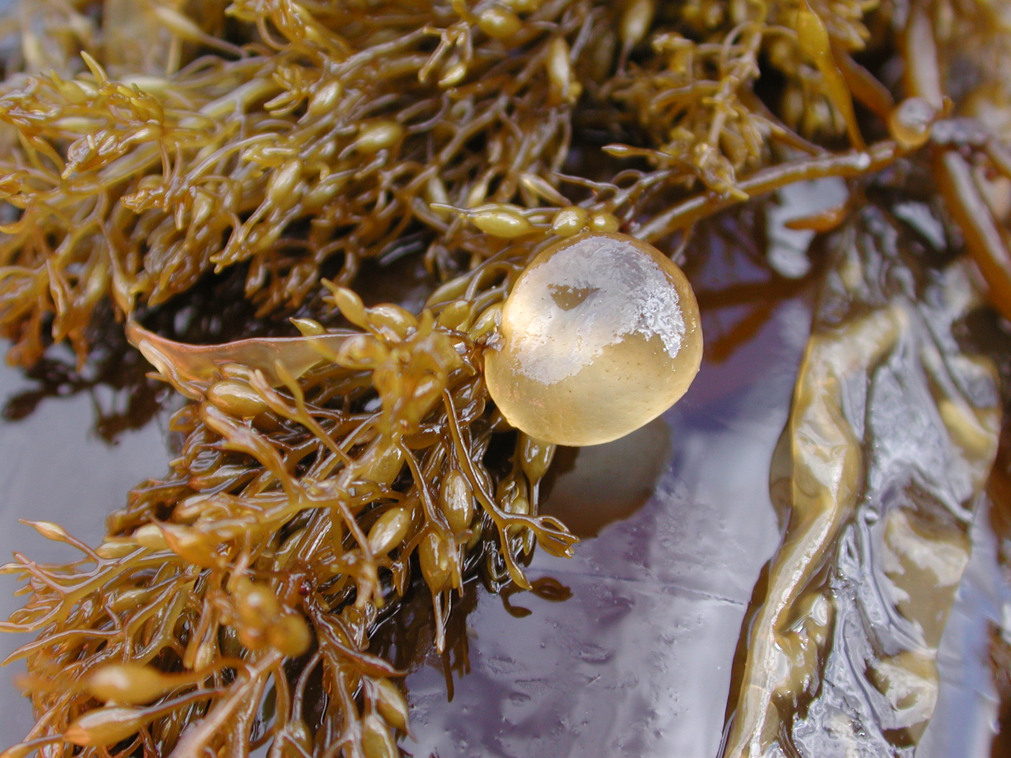 Colpomenia peregrina – M. Lindeberg · Kodiak Archipelago · May 2005