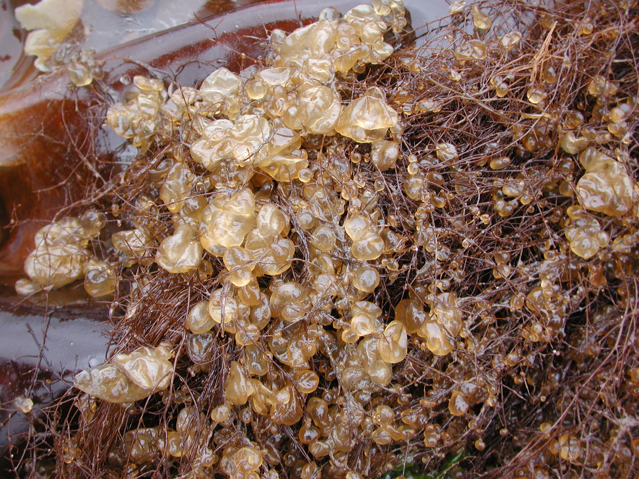 Colpomenia peregrina – M. Lindeberg · Kodiak Archipelago · June 2005