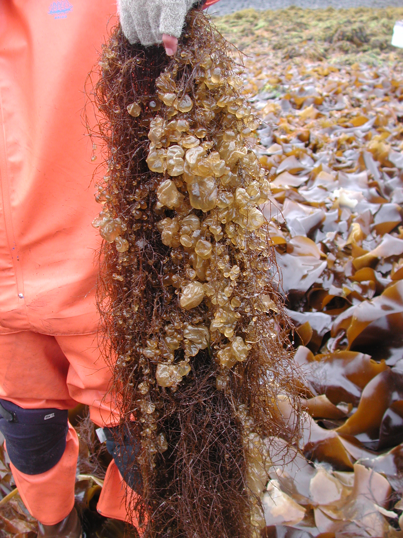 Colpomenia peregrina – M. Lindeberg · Kodiak Archipelgo · June 2005
