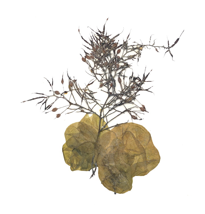 Colpomenia peregrina