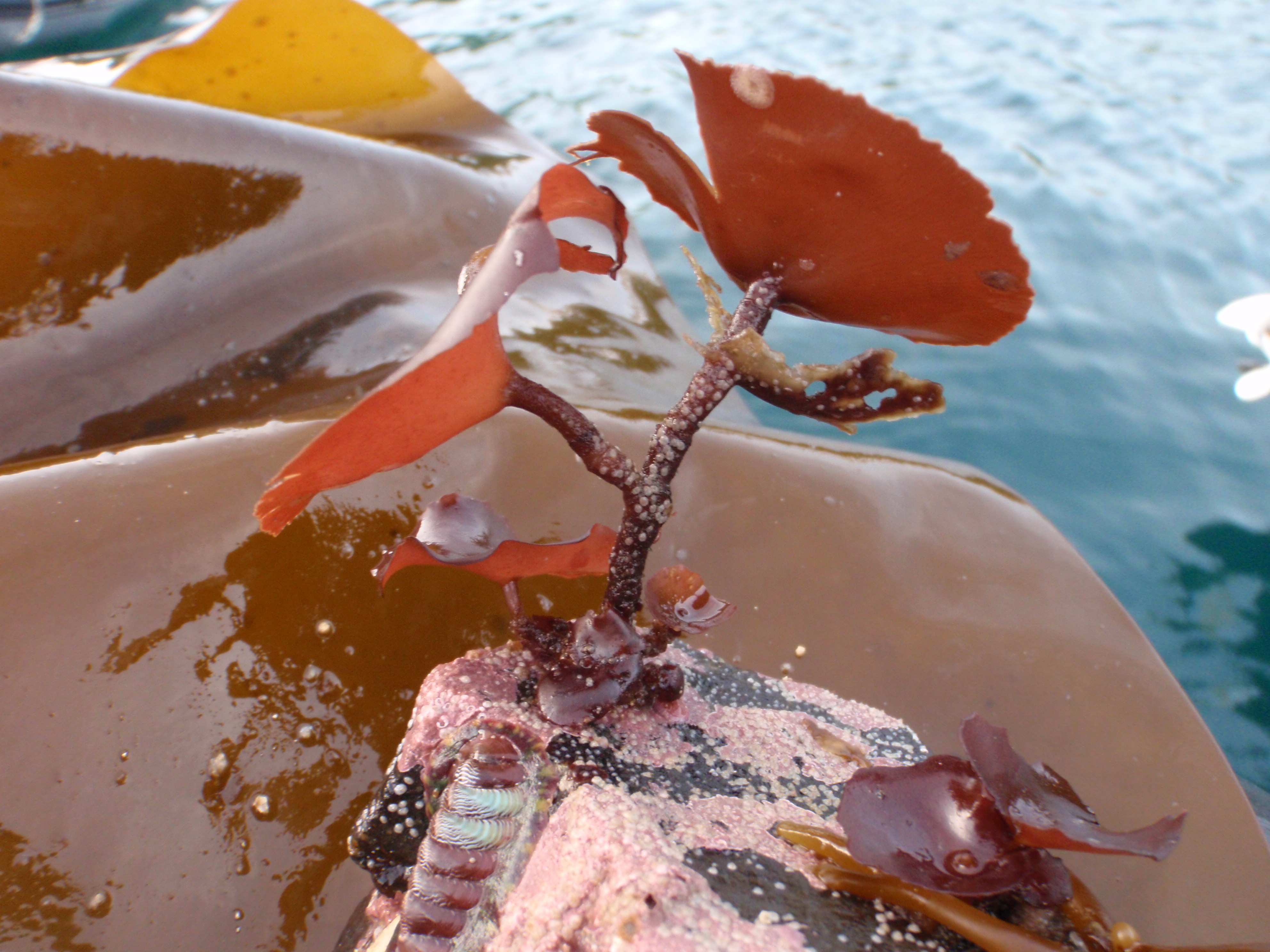 Constantinea rosa-marina – M. Lindeberg · Alaska Peninsula · July 2009
