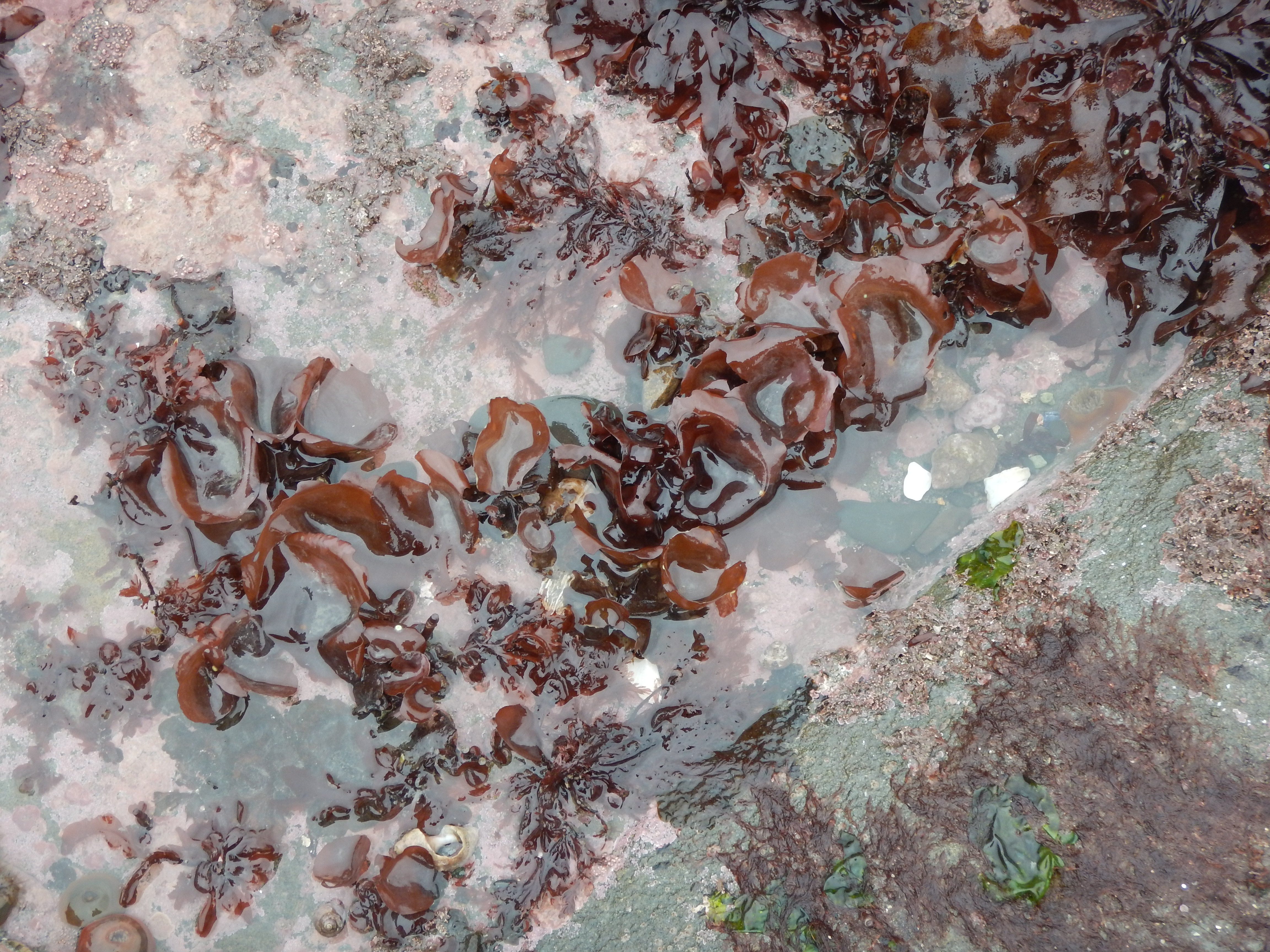 Constantinea rosa-marina – M. Lindeberg · Cook Inlet · May 2018