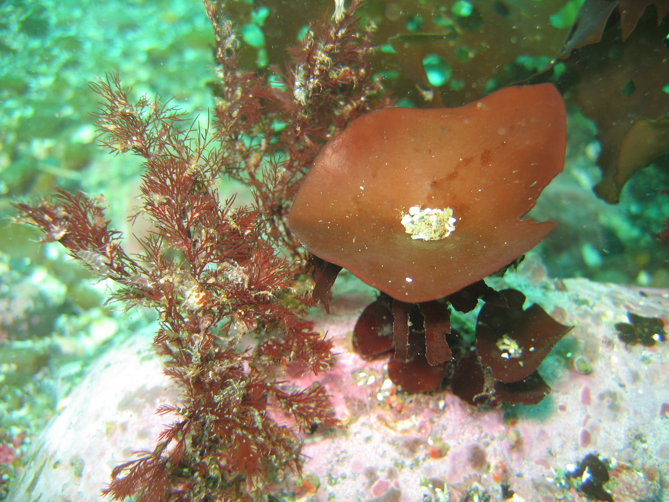 Constantinea rosa-marina – H. Chenelot · Aleutian Islands · July 2006