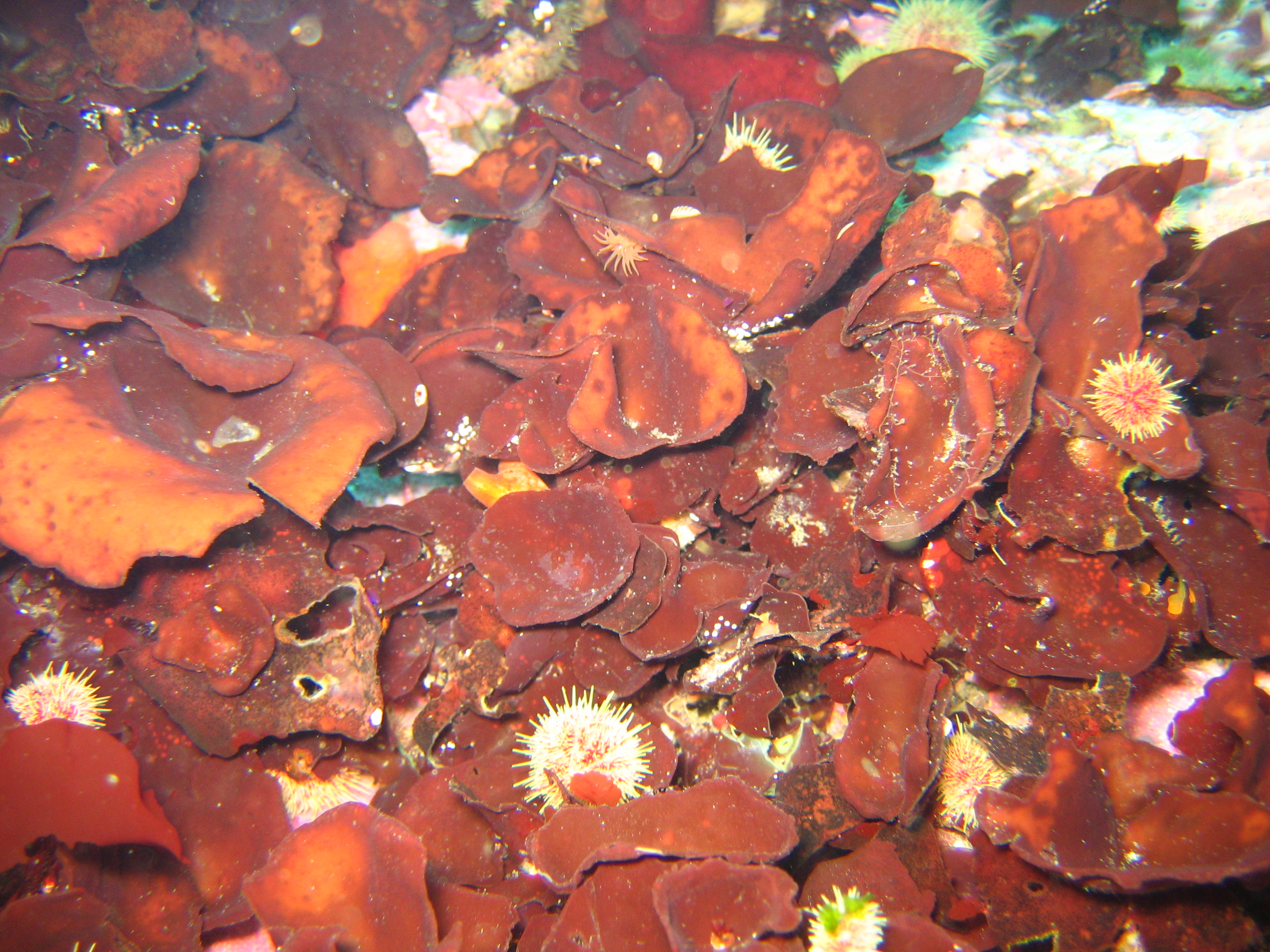 Constantinea rosa-marina – H. Chenelot · Aleutian Islands · July 2006