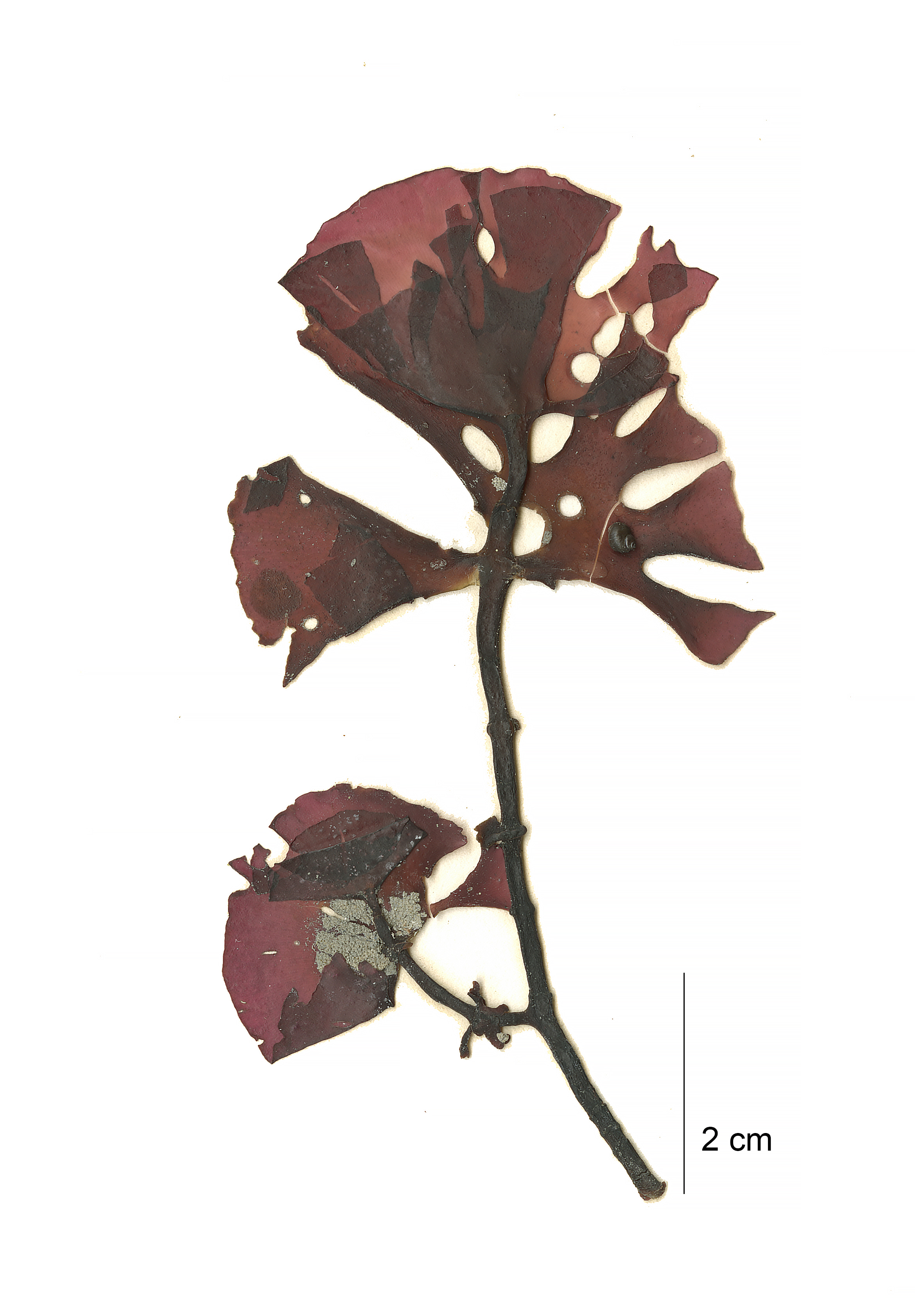 Constantinea rosa-marina