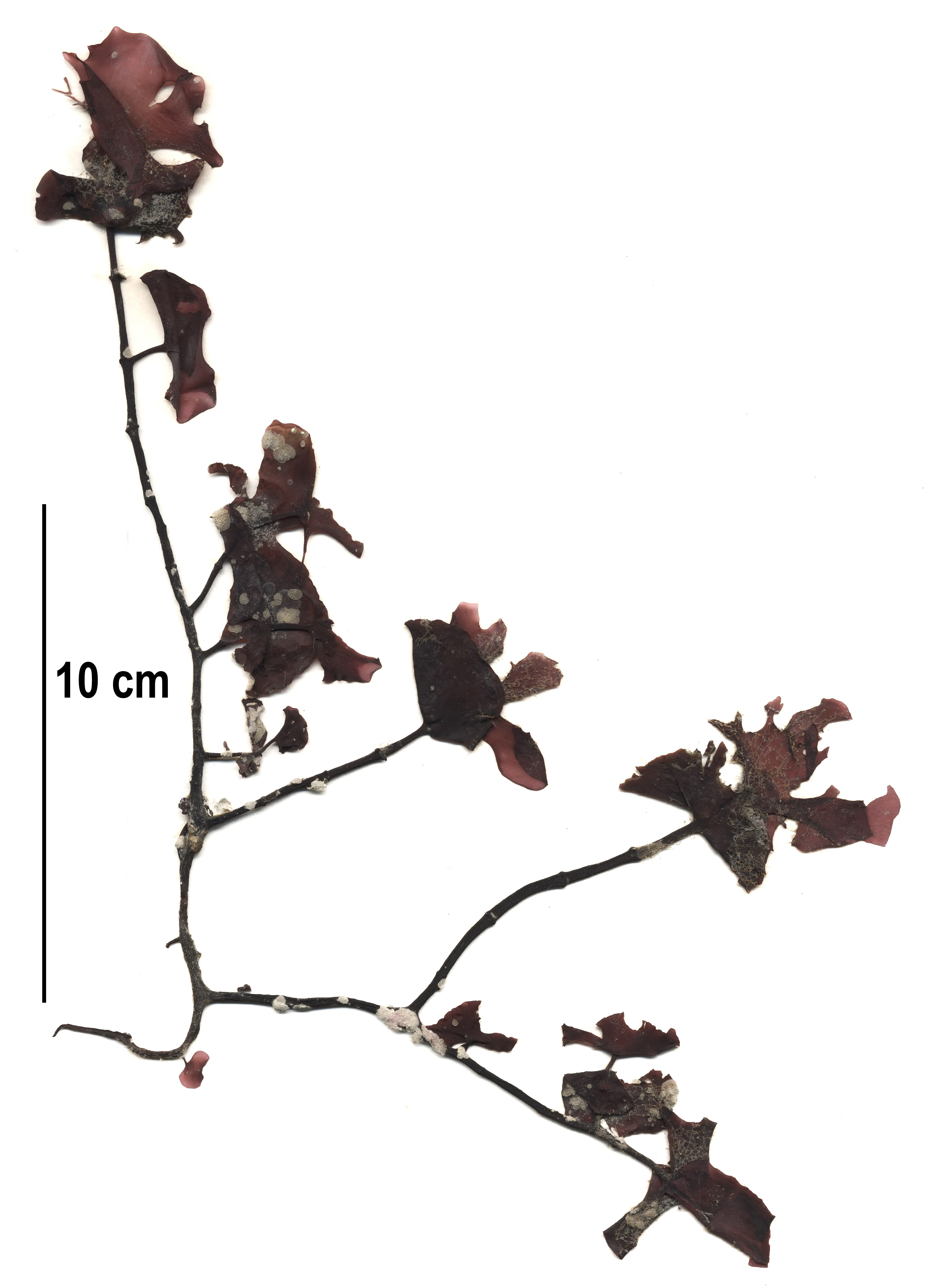 Constantinea rosa-marina – M. Lindeberg · Cook Inlet · June 2015