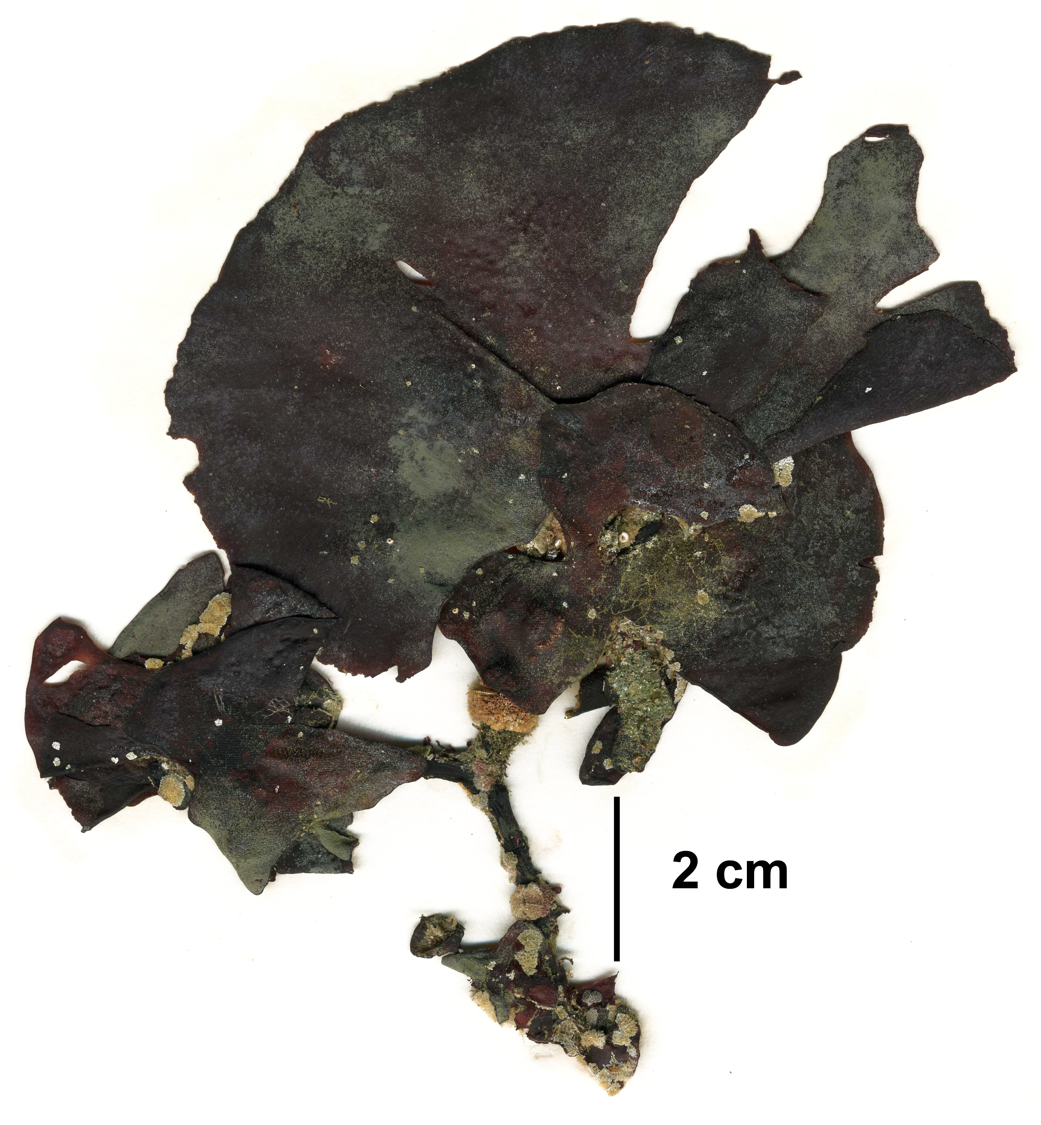 Constantinea rosa-marina – M. Lindeberg