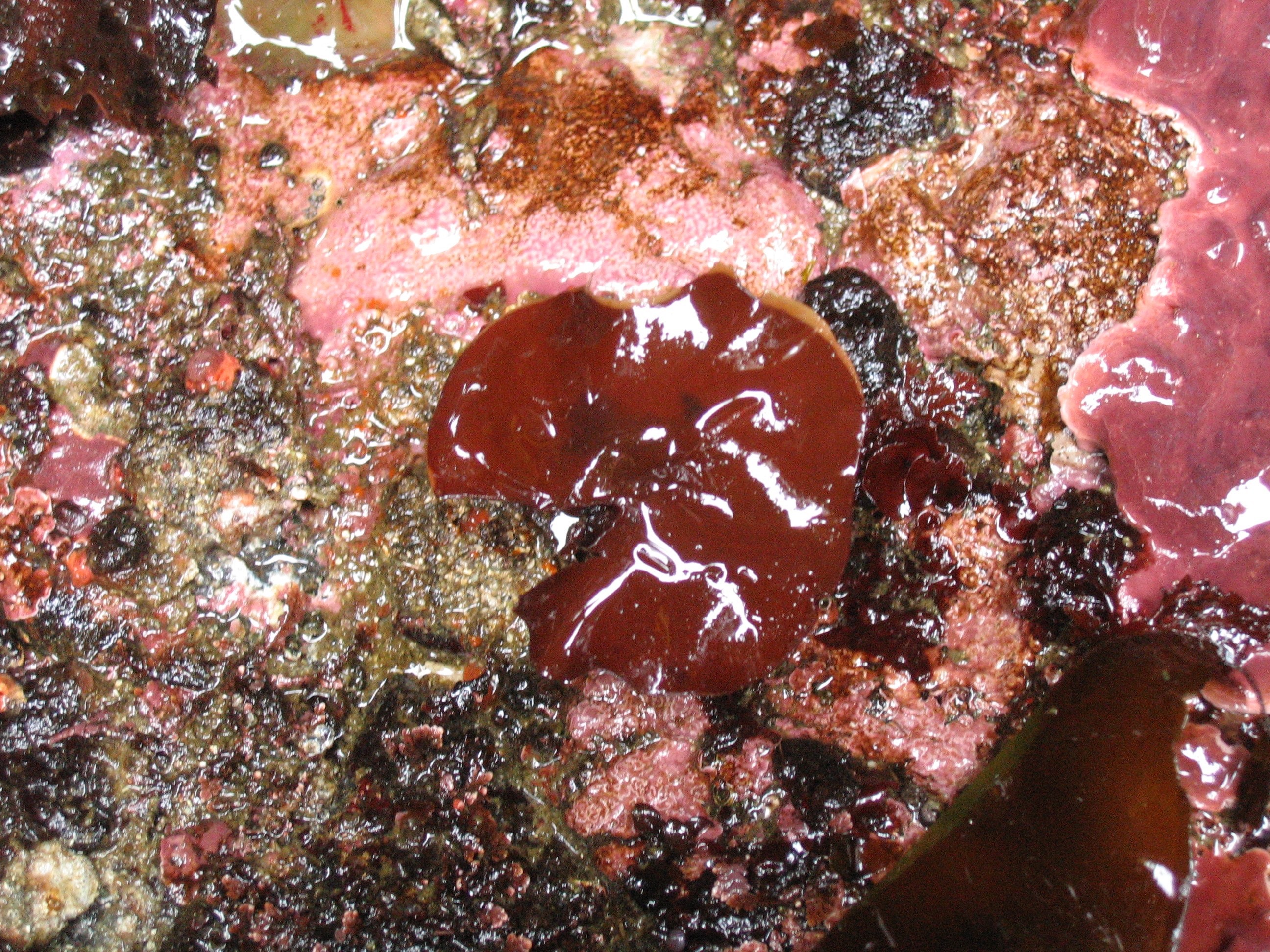 Constantinea simplex – S. Lindstrom · Aleutian Islands · June 2008